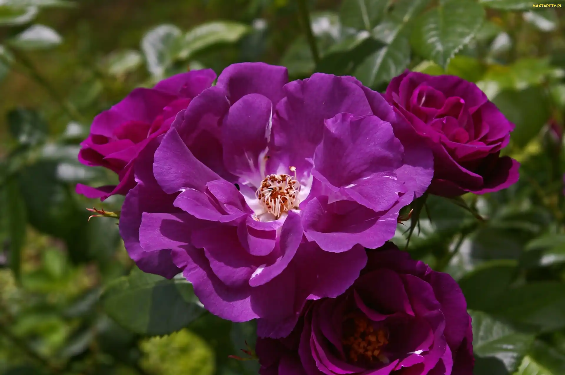Fioletowa, Rhapsody in Blue, Róża, Rozwinięta, Purpurowo