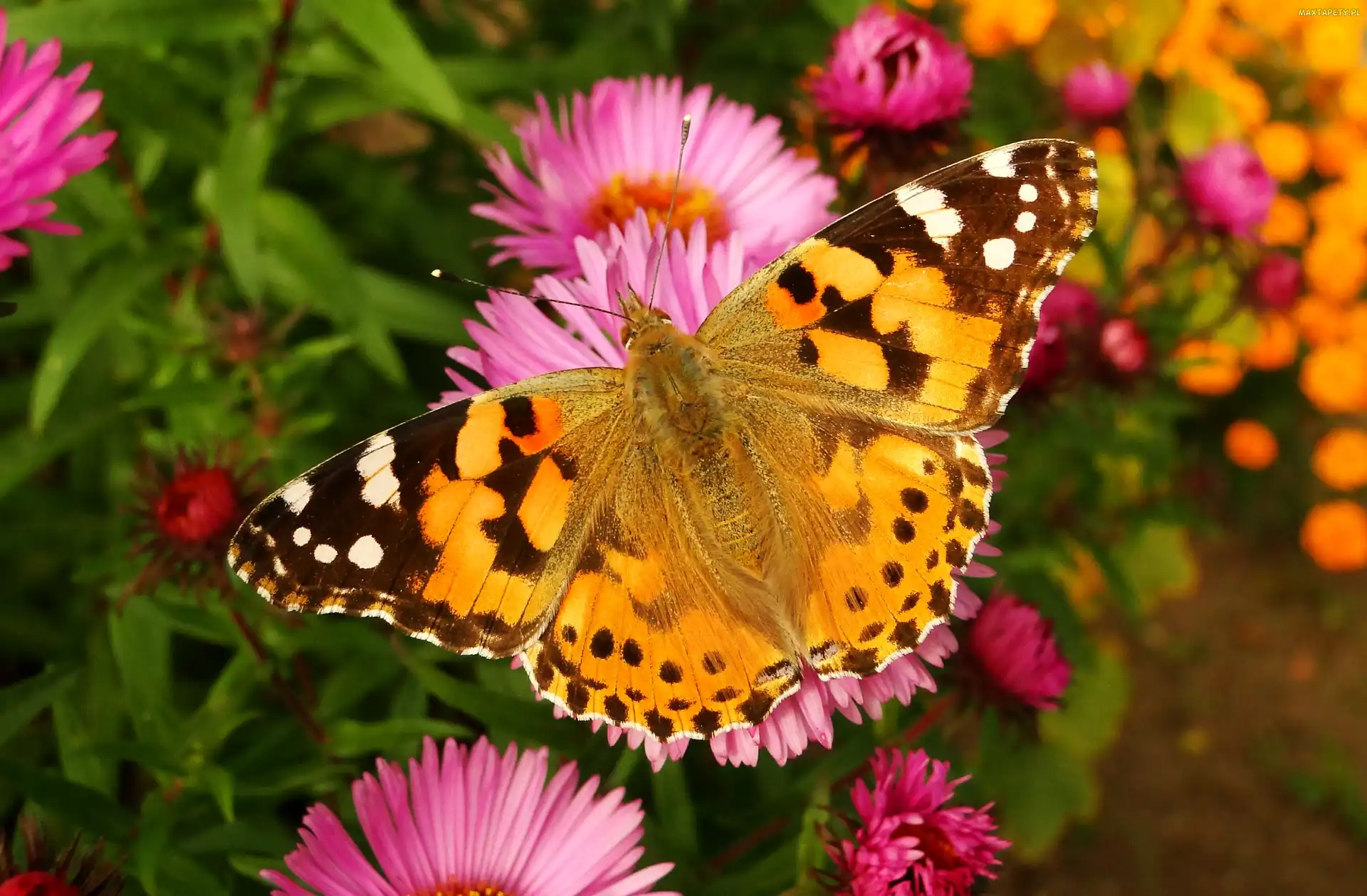 Rusałka osetnik, Motyl