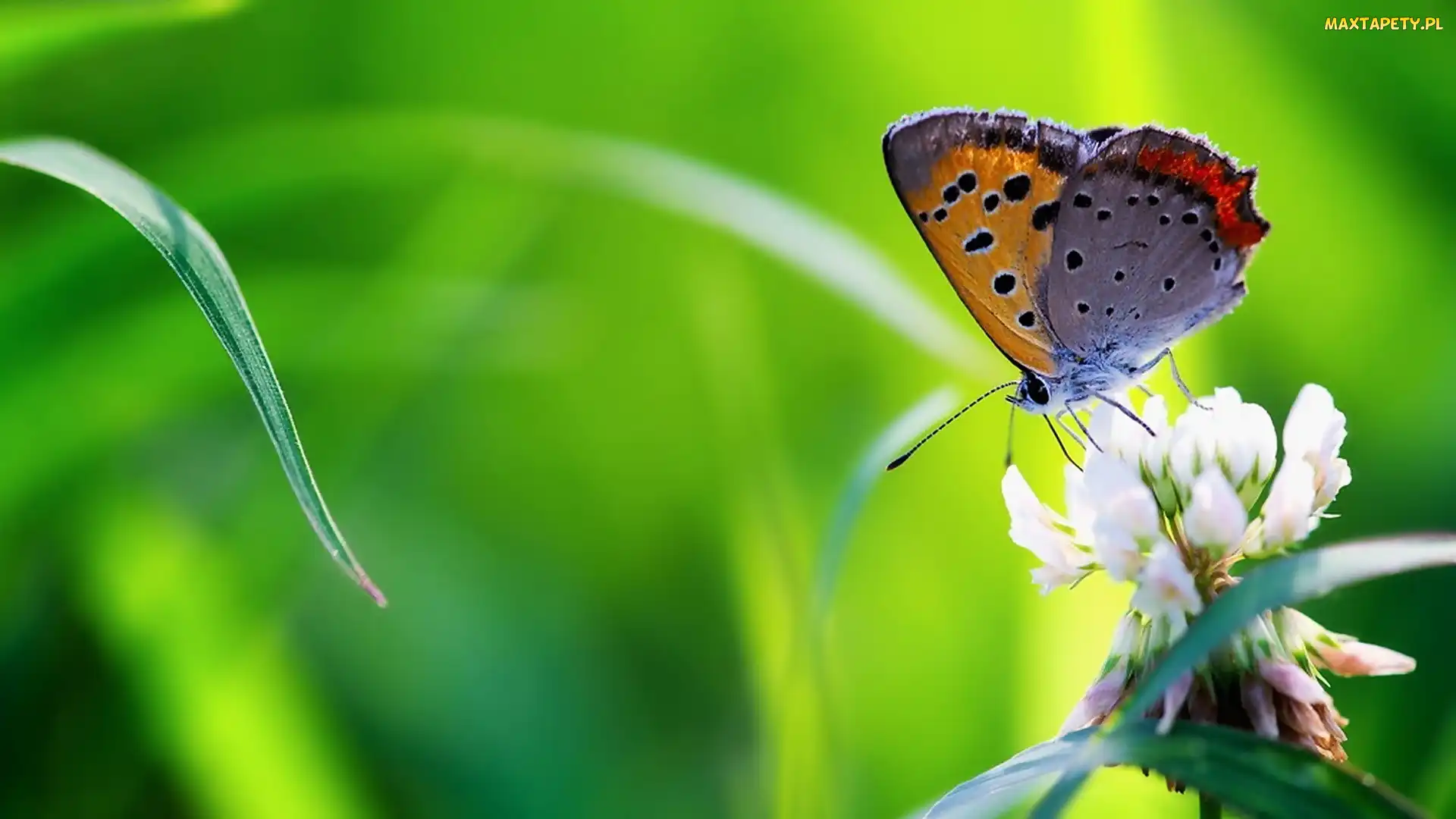 Modraszek, Motyl, Trawa, Koniczyna