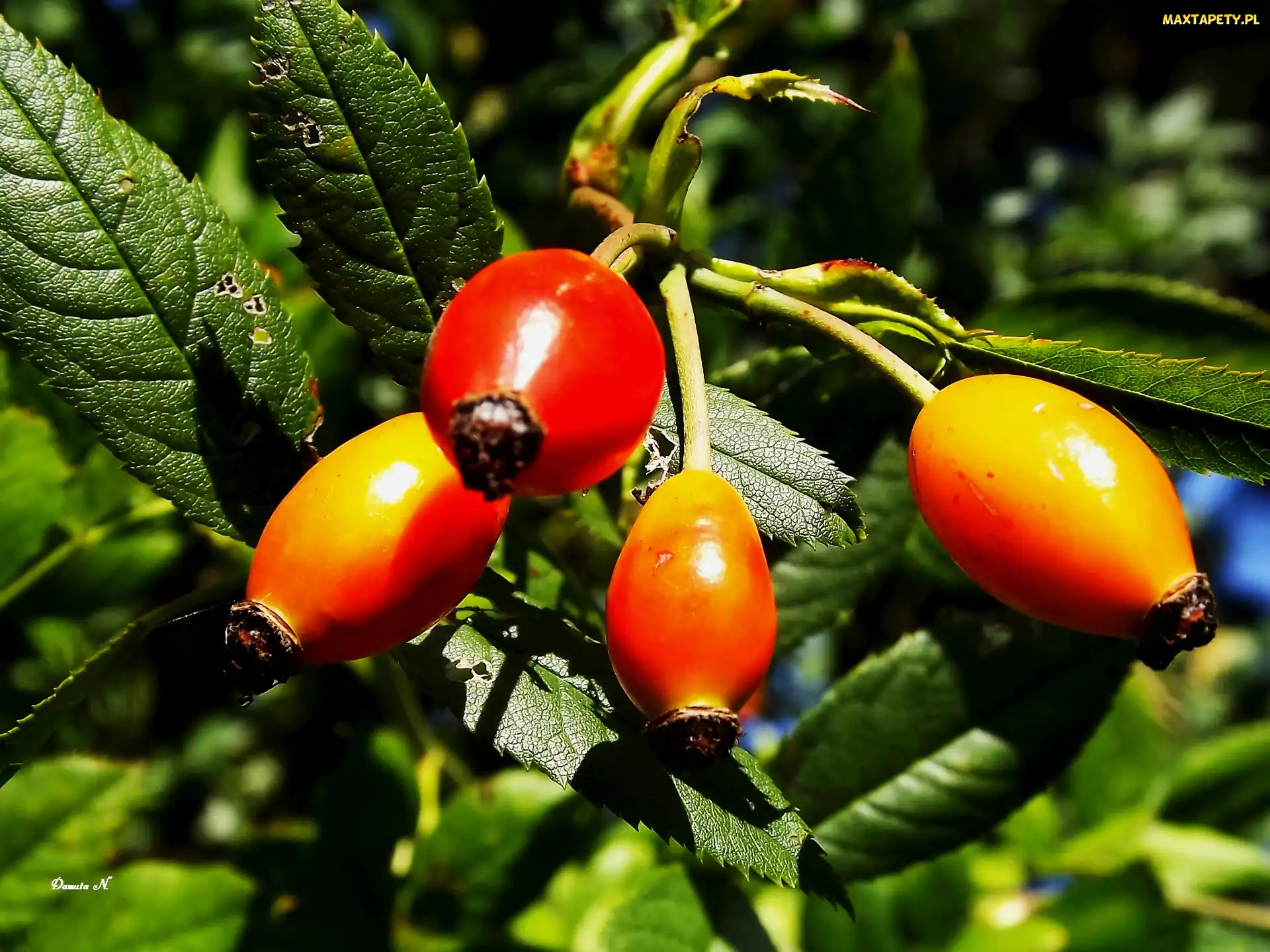Lato, Ogród, Dzikiej, Owoce, Róży, Liście
