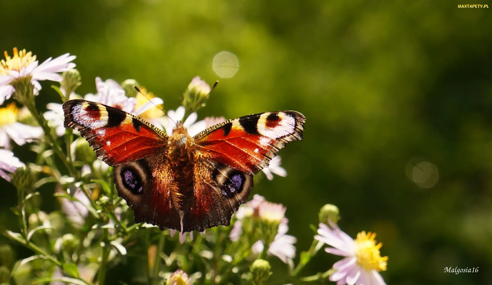 Kwiaty, Rusałka pawik, Motyl, Kolorowy