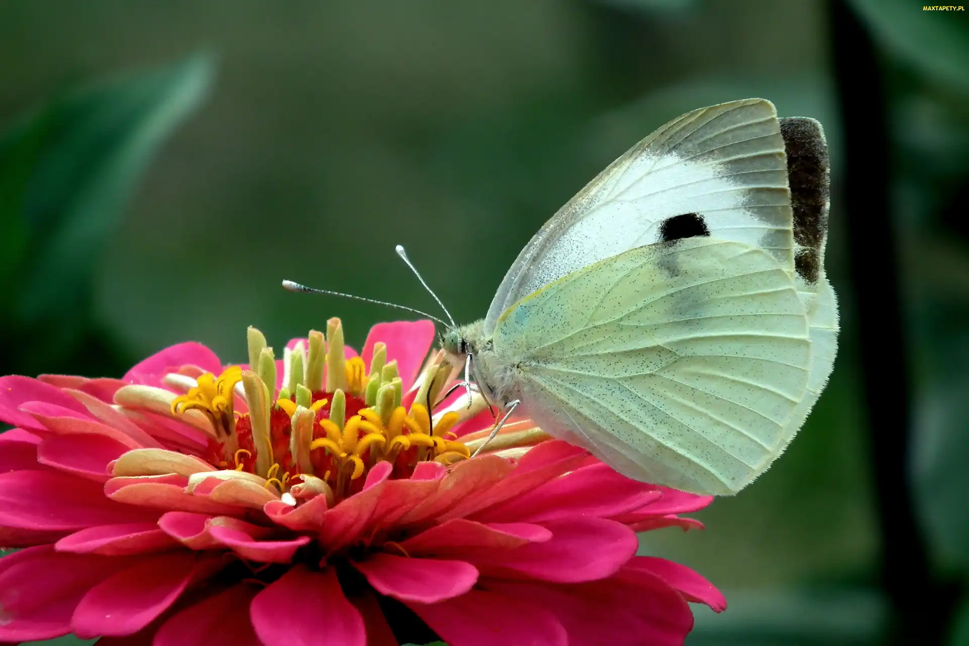 Cynia, Kwiat, Motyl, Bielinek