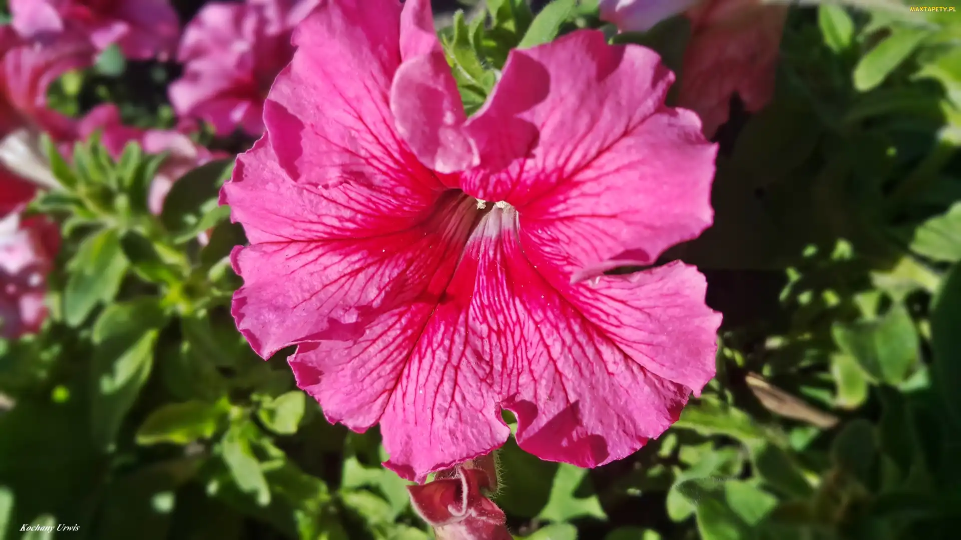 Surfinia, Purpurowa