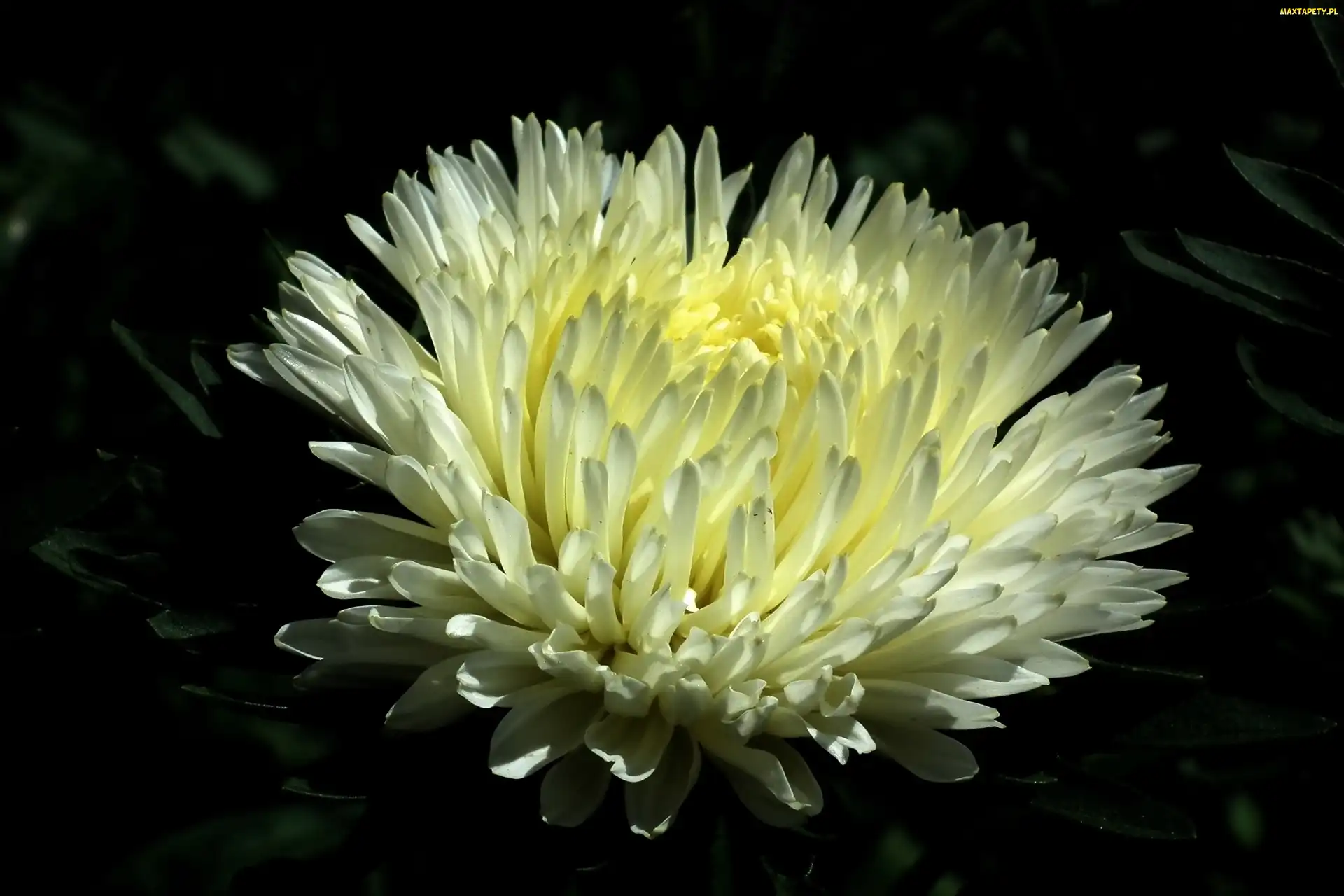 Kwiat, Aster, Przyroda