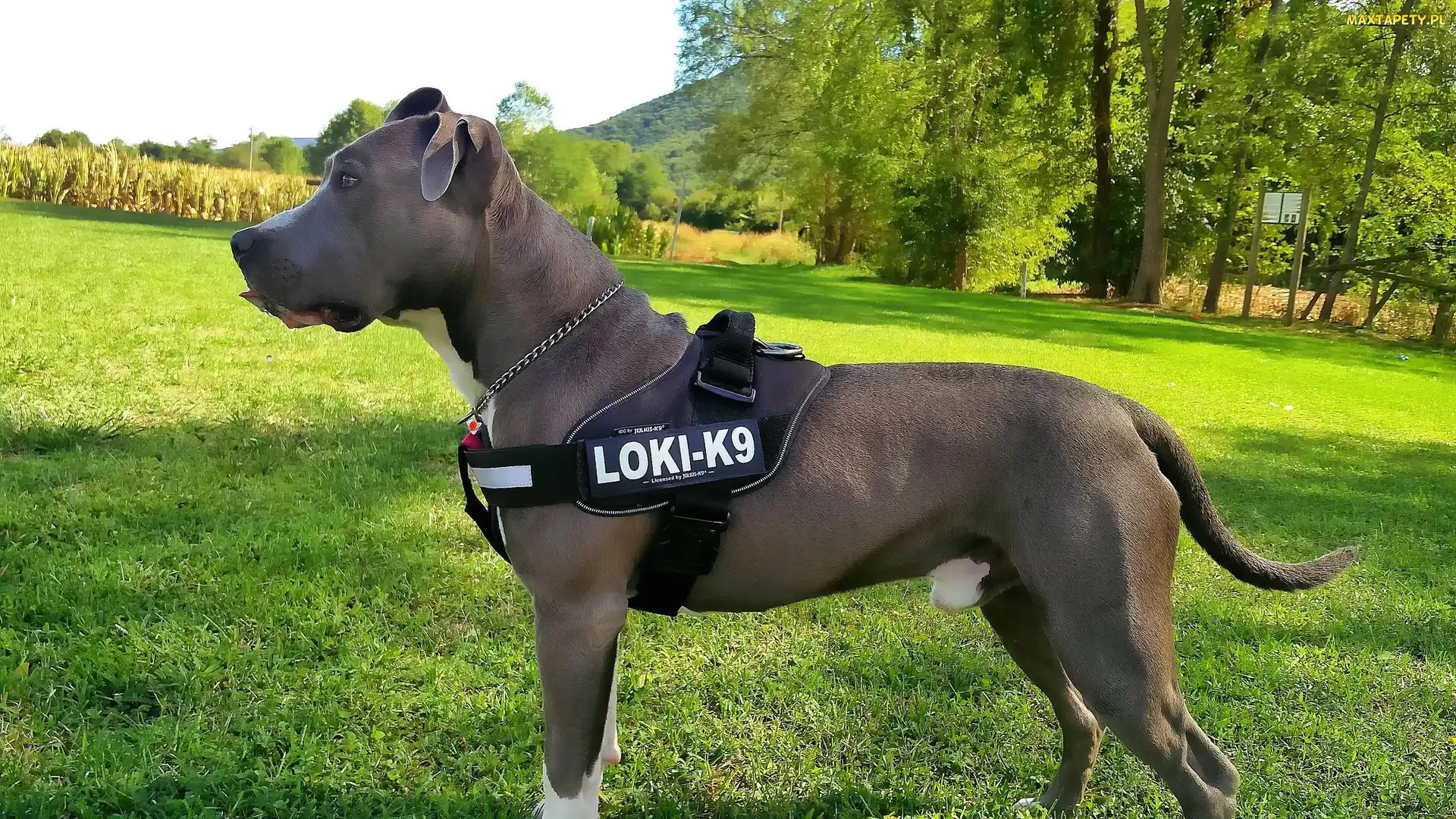 Amerykański, Terrier, Niebieski, Stafford, Amstaff