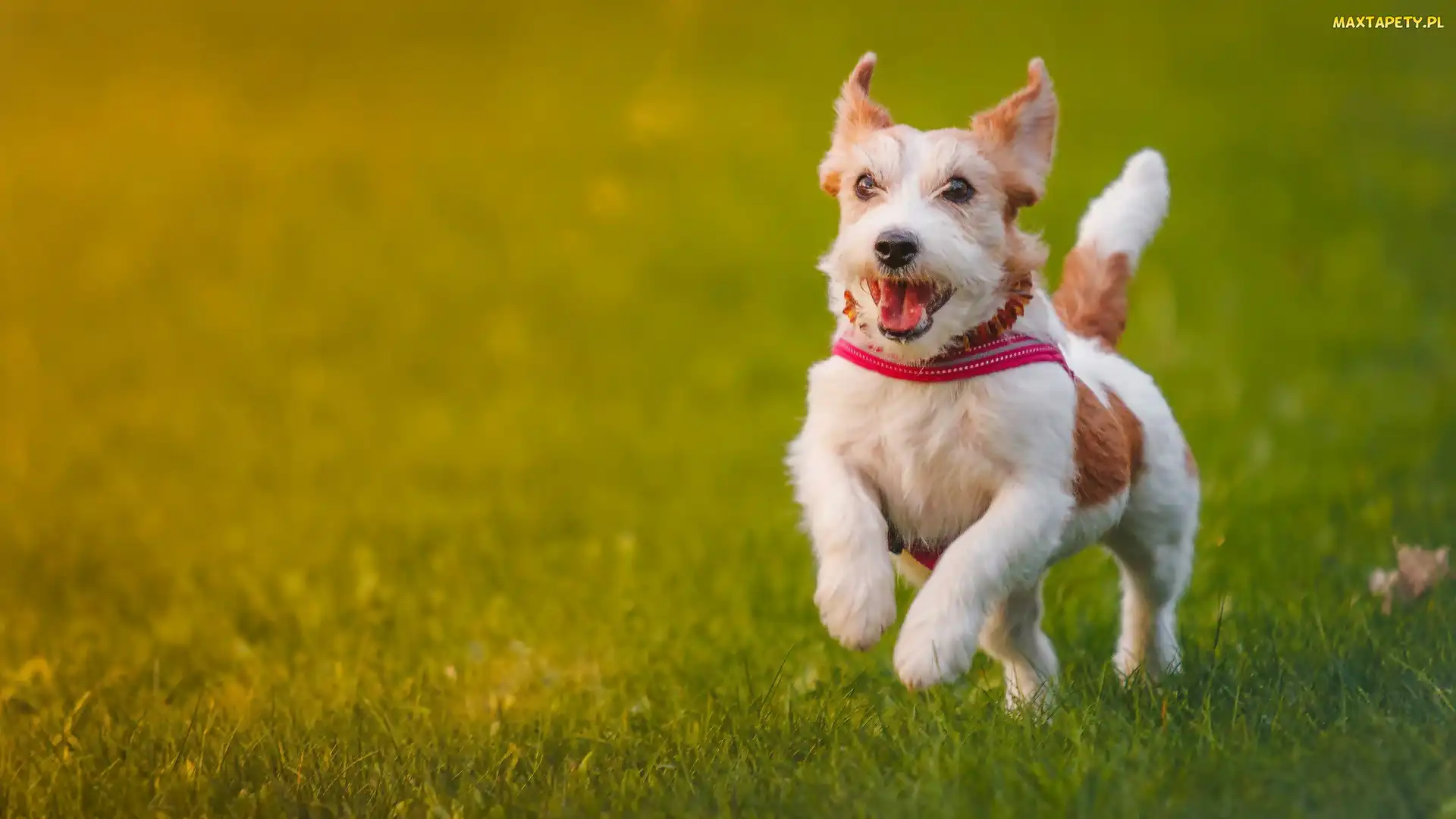 Spacer, Łąka, Jack Russell, Terrier