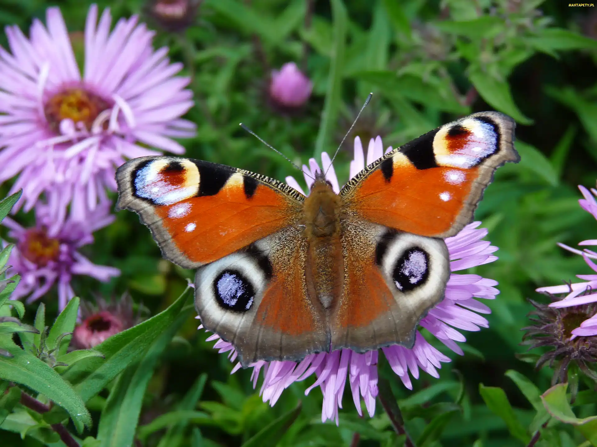 Rusałka pawik, Motyl
