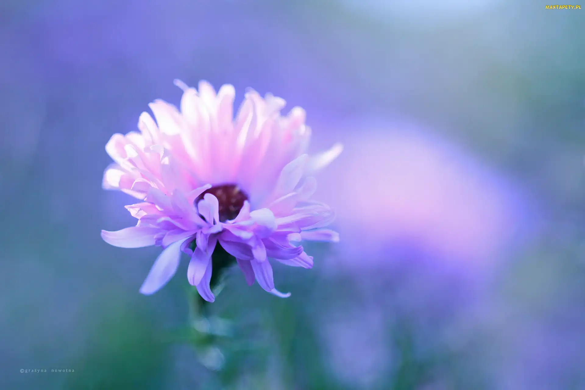 Aster, Kwiat, Różowy