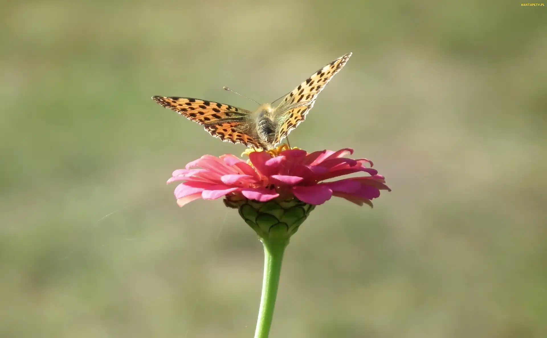 Perłowiec malinowiec, Cynia, Motyl