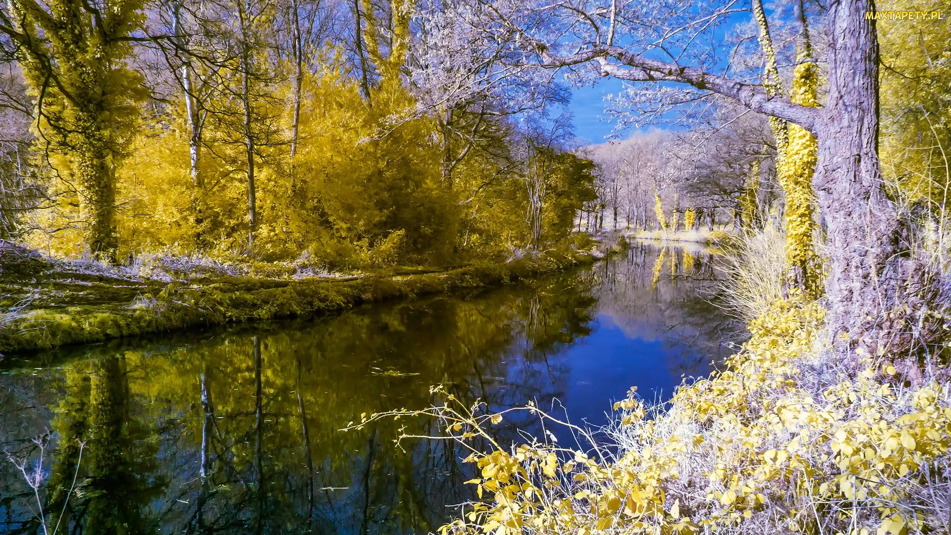 Las, Drzewa, Rzeka