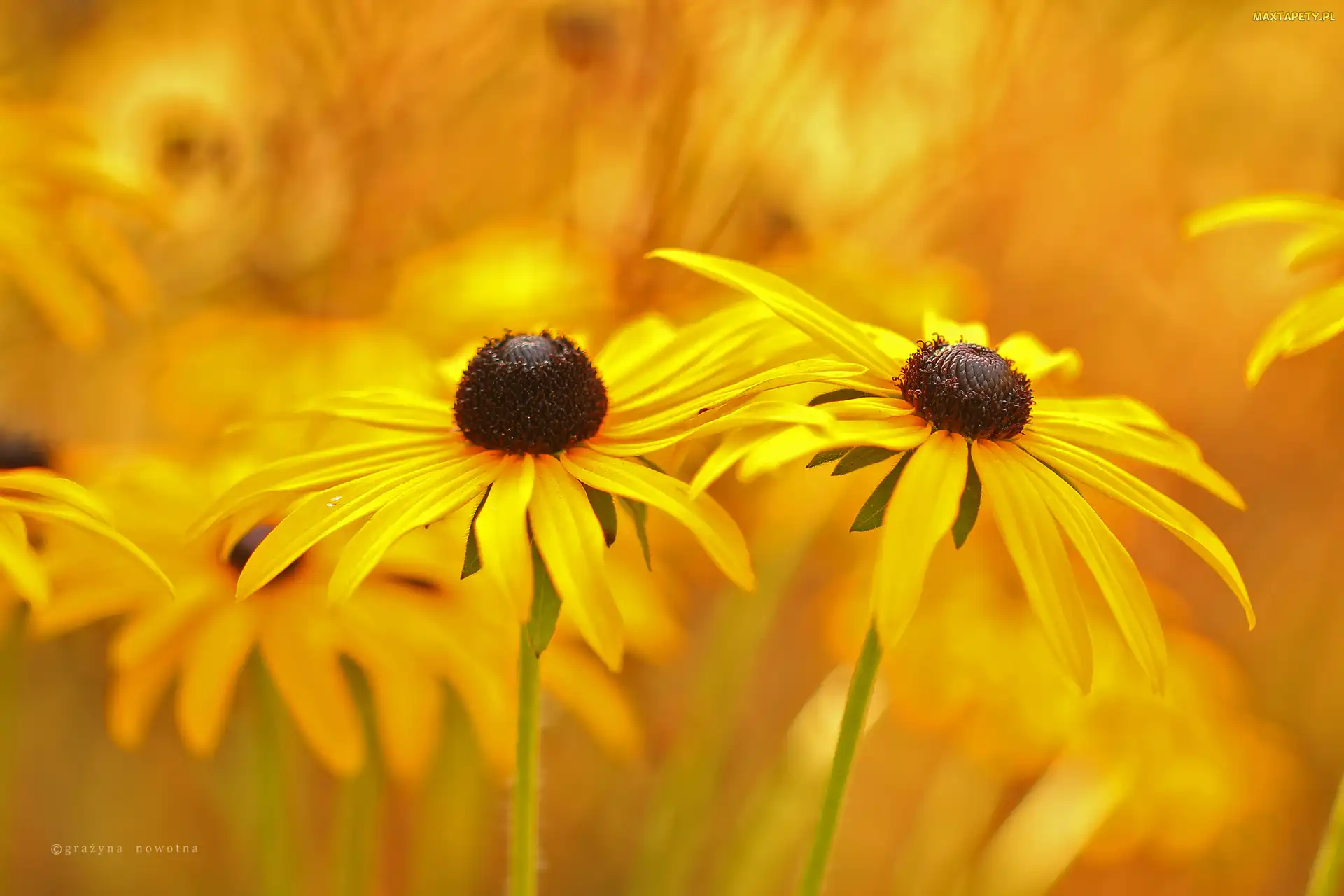 Rudbekia, Kwiaty, Żółte