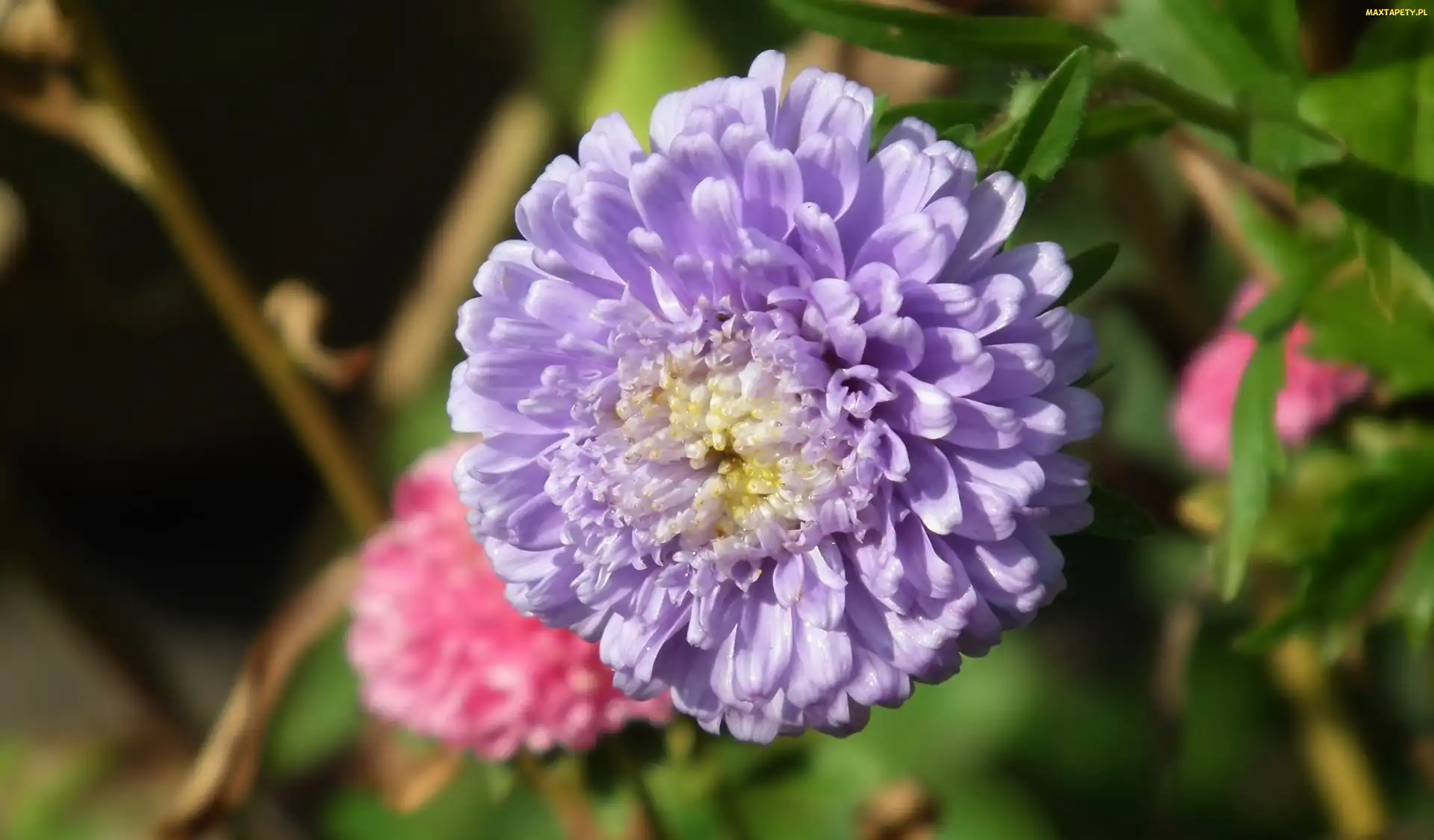 Kwiat, Aster, Przyroda