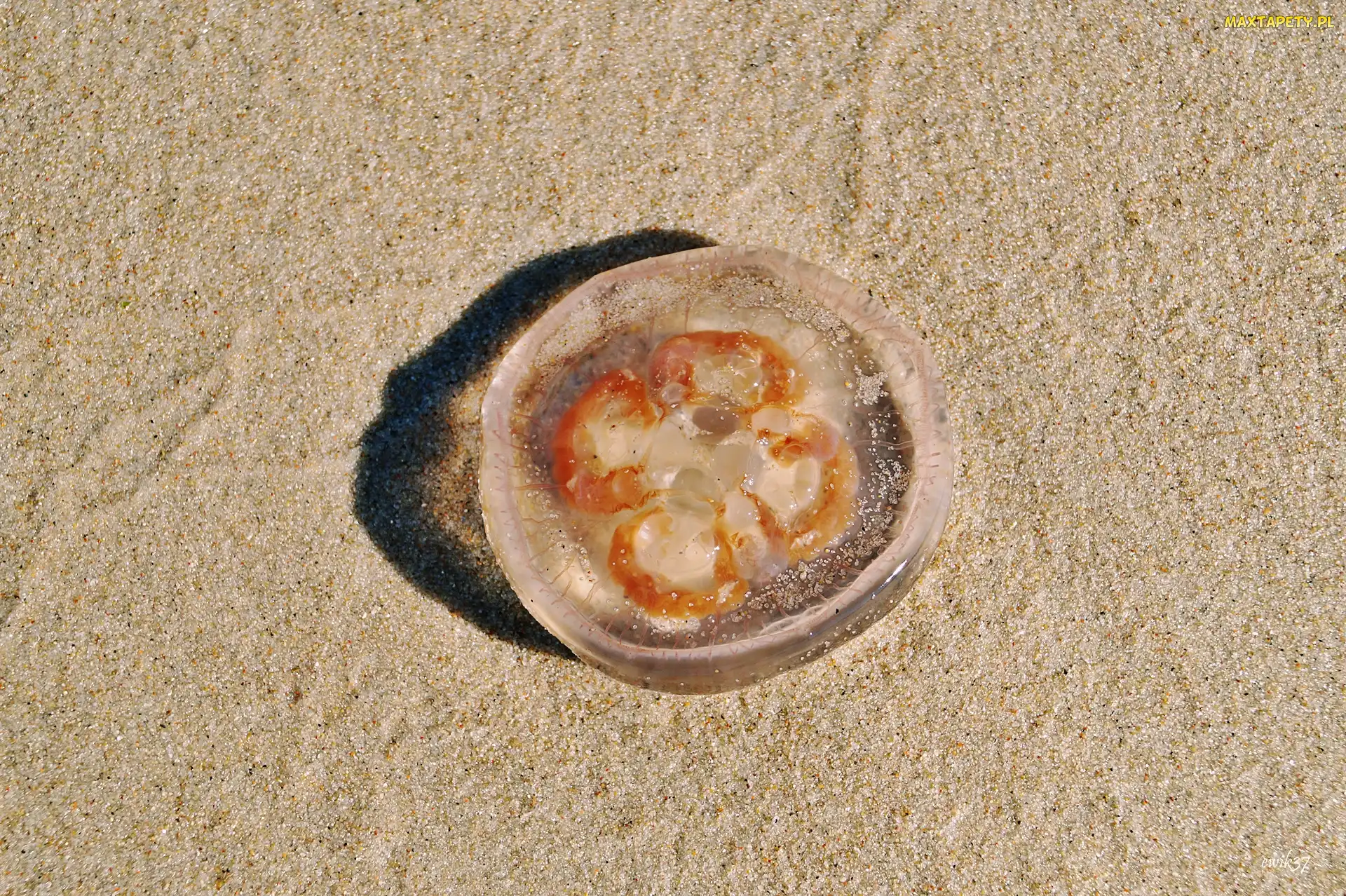 Piasek, Meduza, Plaża