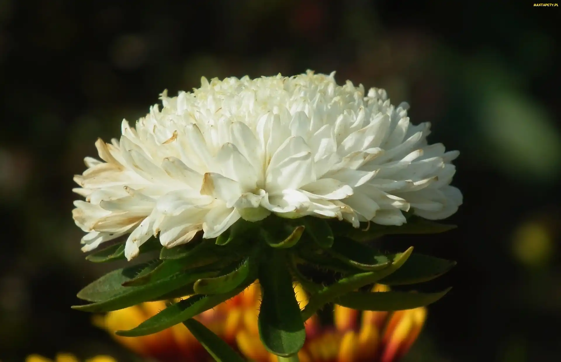 Kwiat, Aster, Przyroda