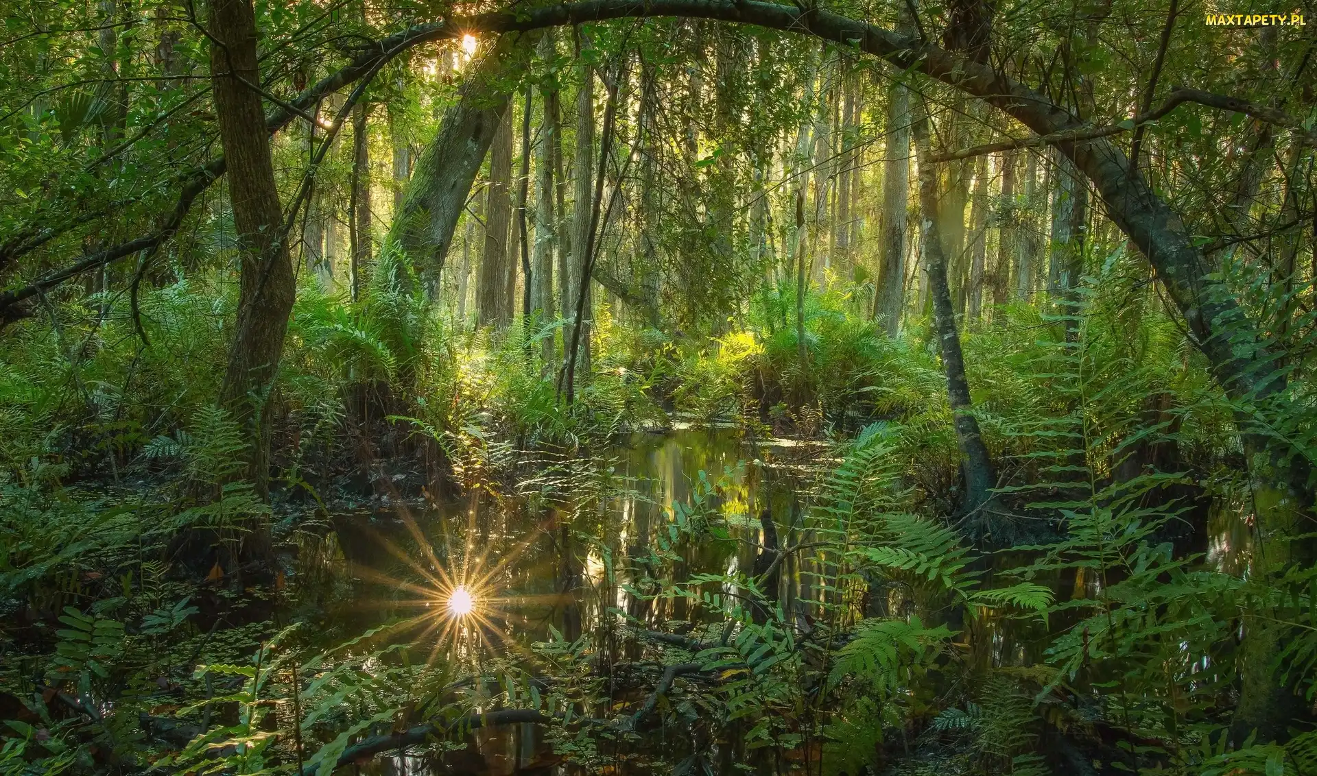 Rzeczka, Słońca, Promienie, Paprocie, Las