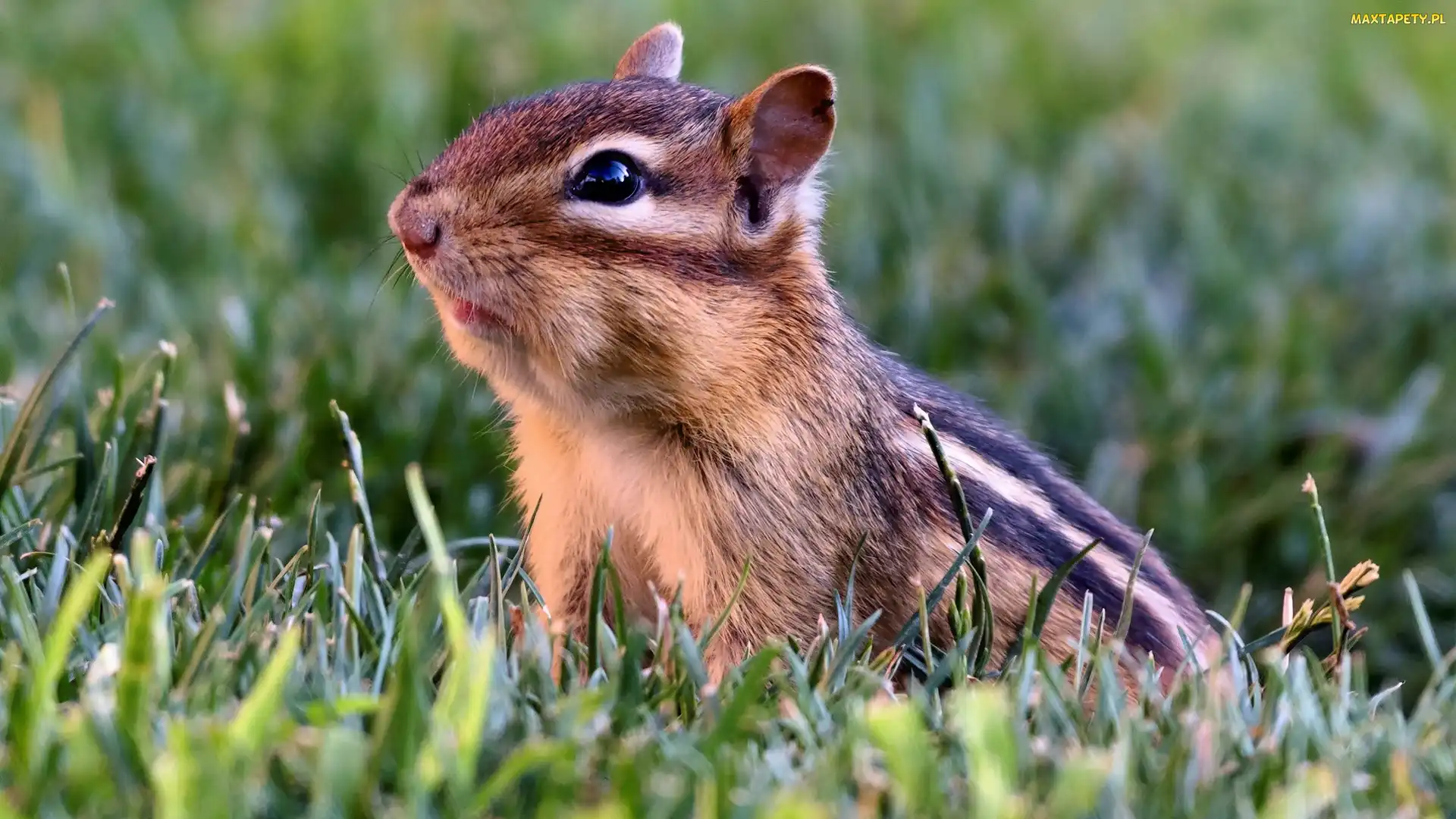 Łąka, Trawa, Wiewiórka, Chipmunk