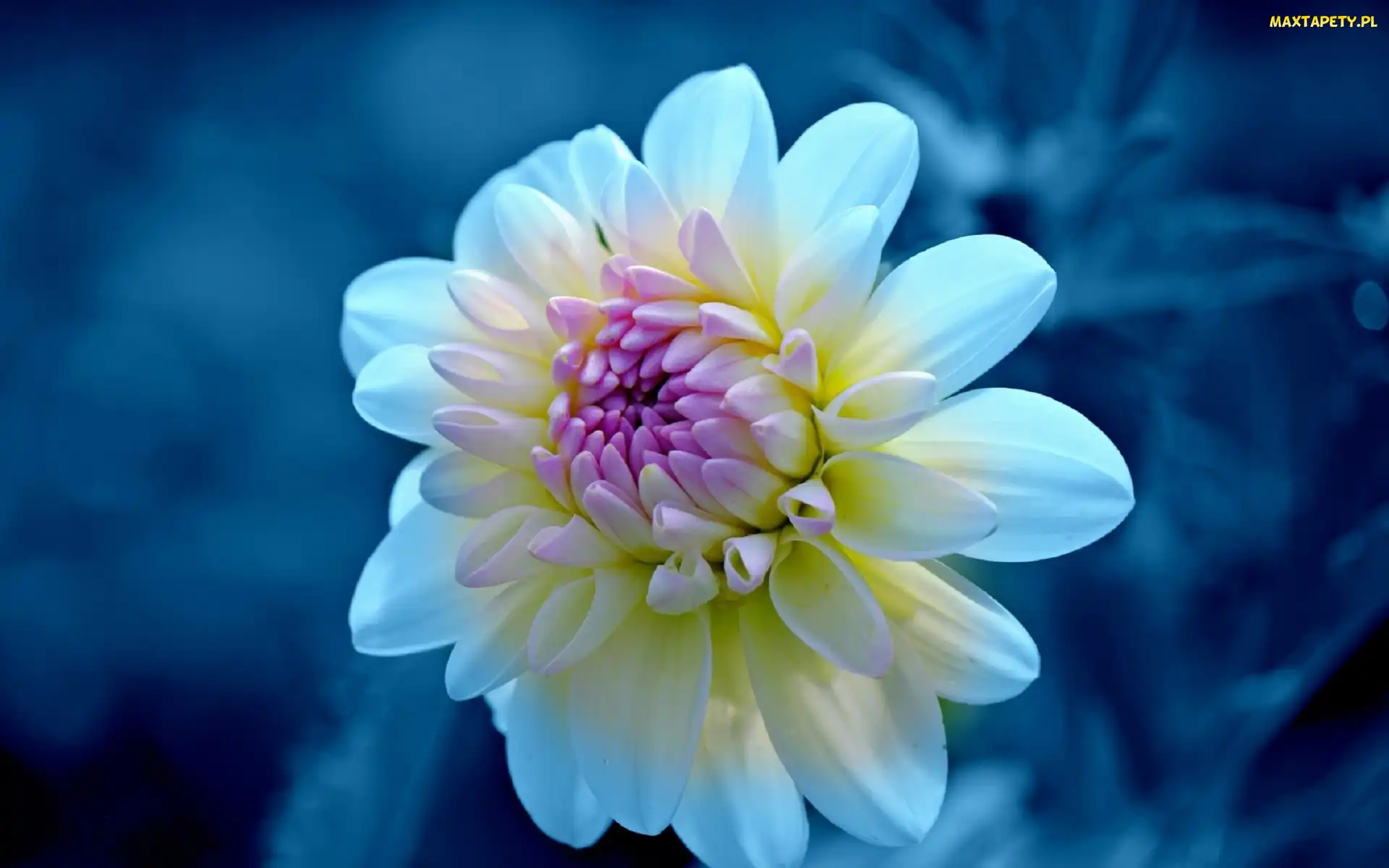 Dalia, Makro, Kwiat