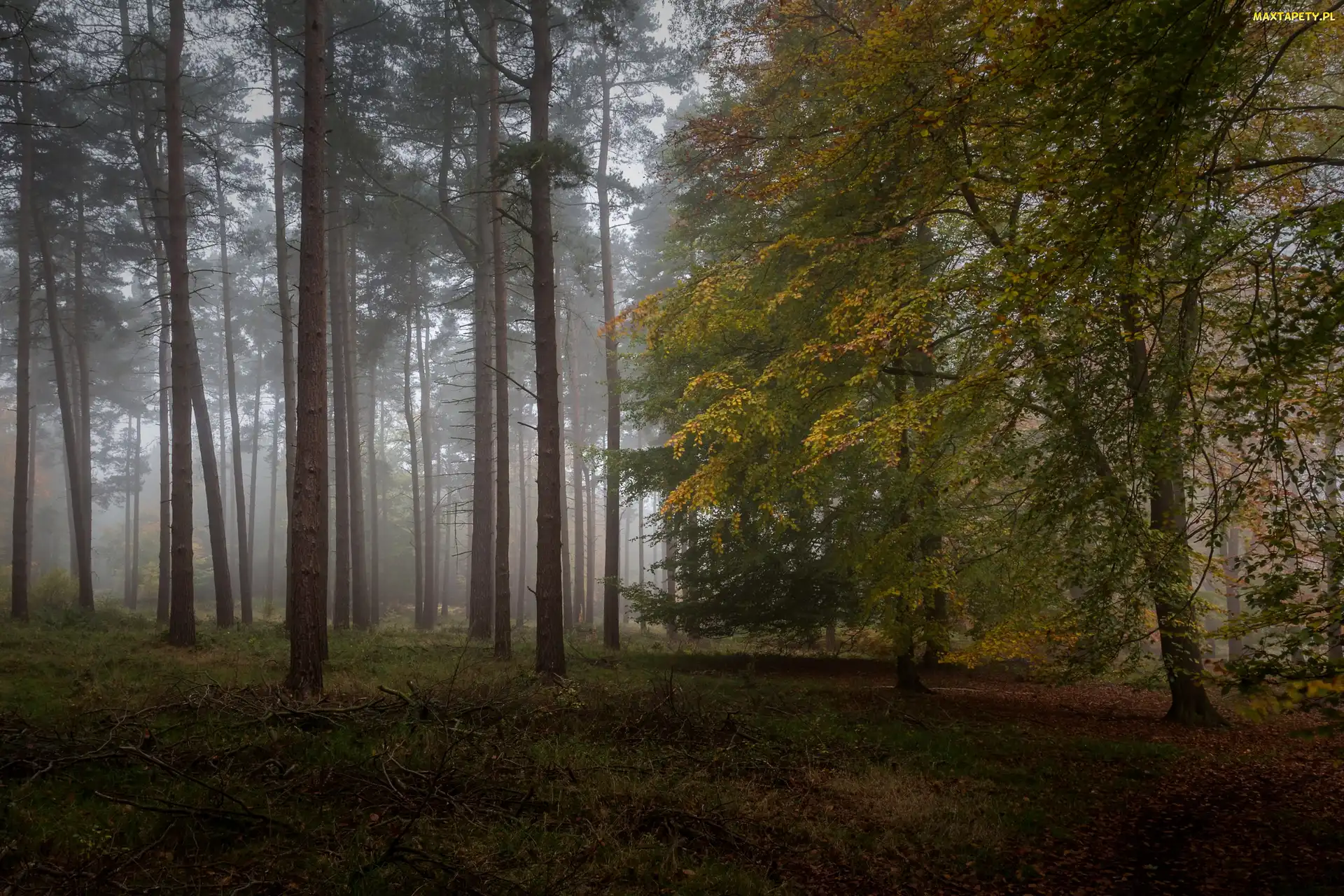 Las, Mgła, Jesień