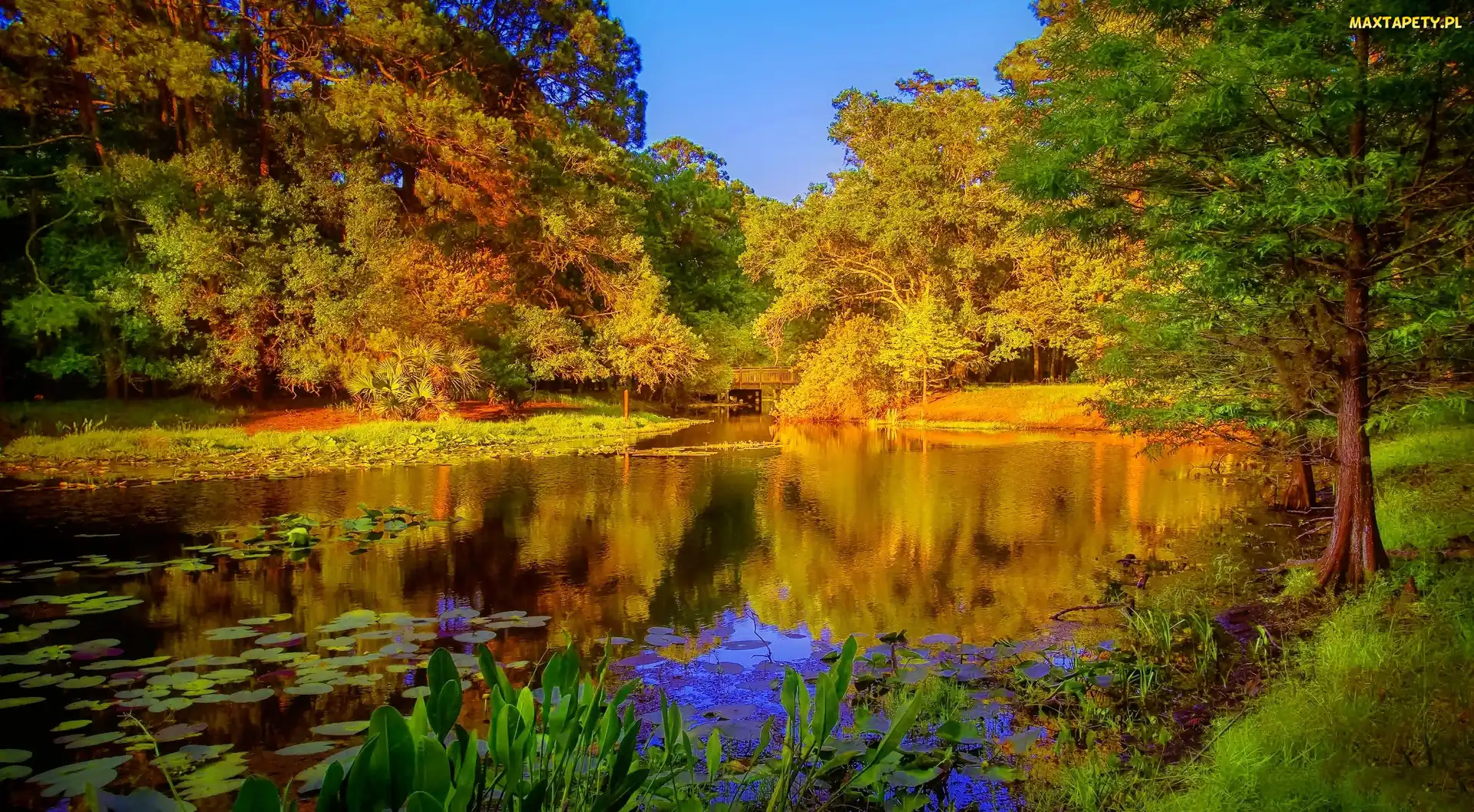 Jesień, Most, Park, Staw
