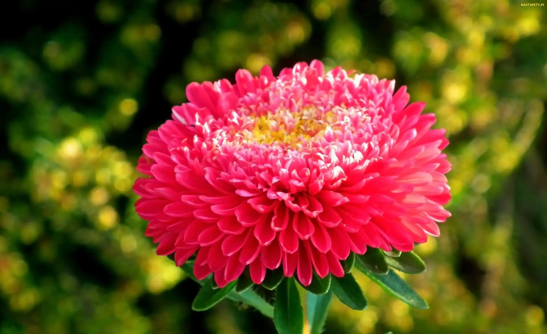 Przyroda, Aster, Kwiat
