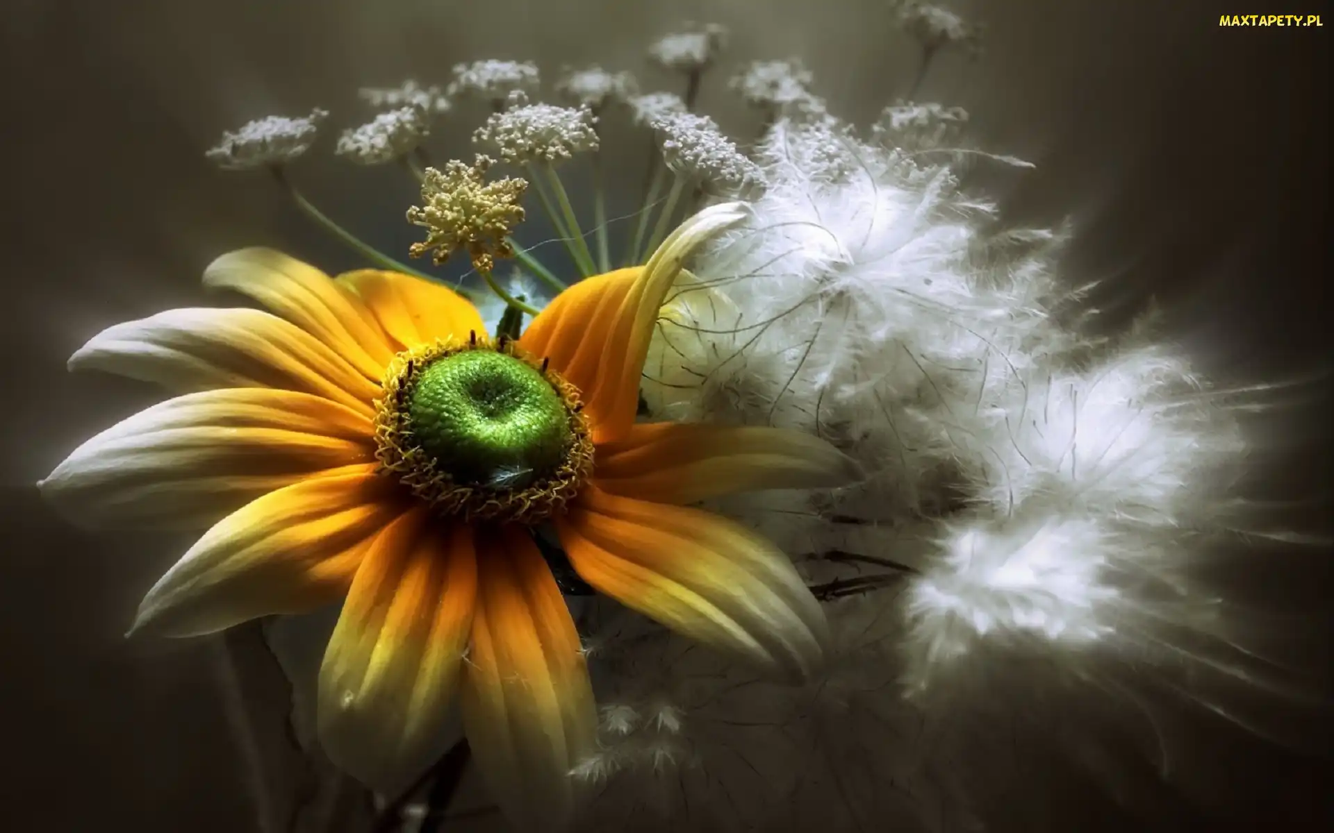 Makro, Kwiaty, Rudbekia, Białe