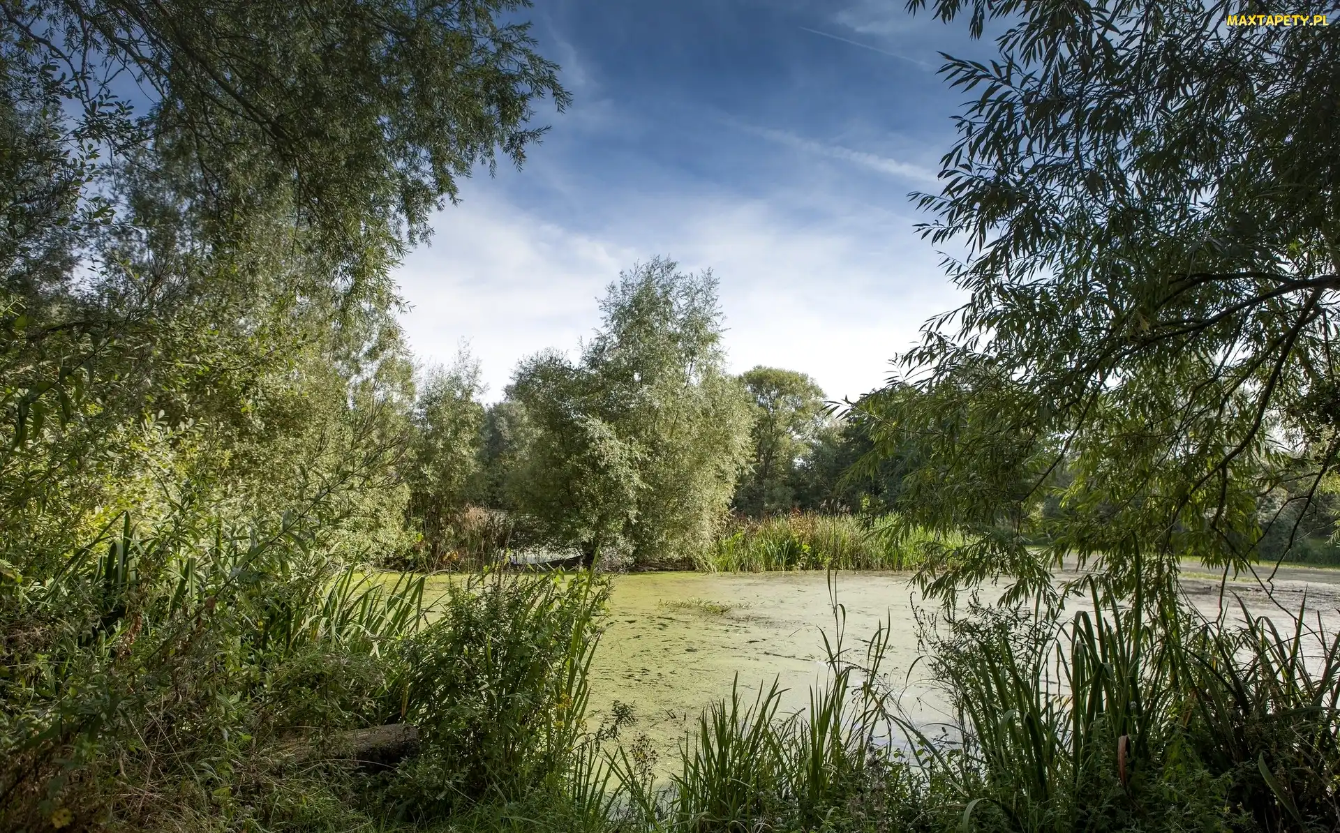 Drzewa, Roślinność, Bagno