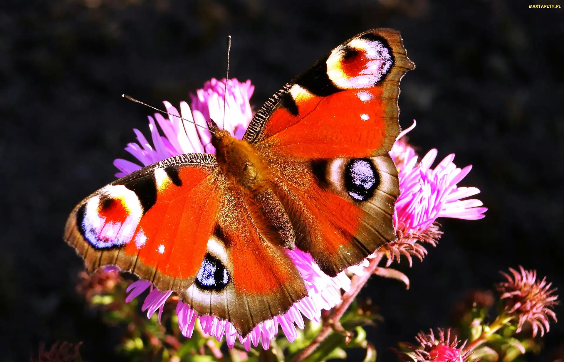 Rusałka pawik, Motyl