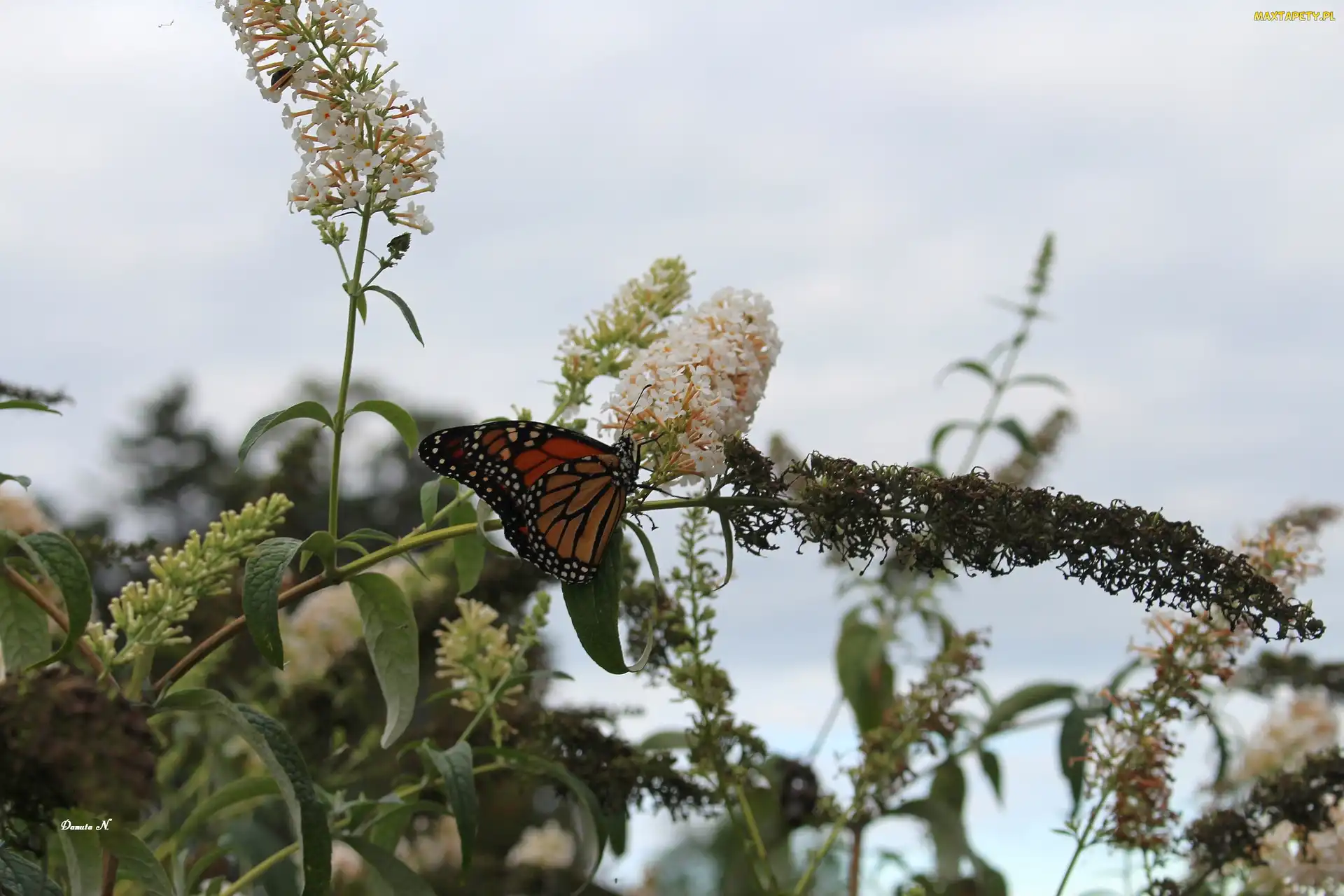Monarch, Lato, Liście, Budleja, Motyl