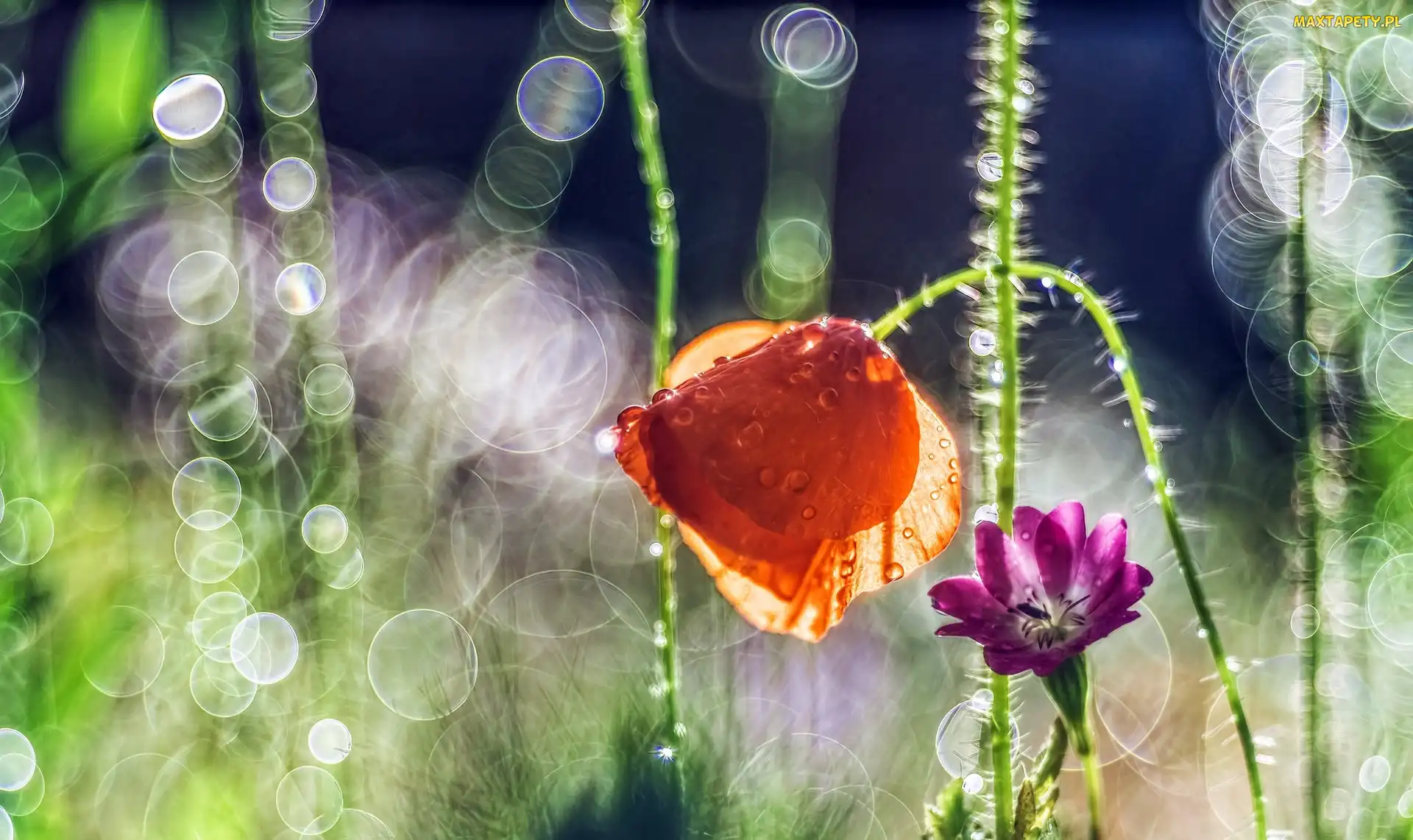 Mak, Światło, Bokeh, Rosa, Kwiat