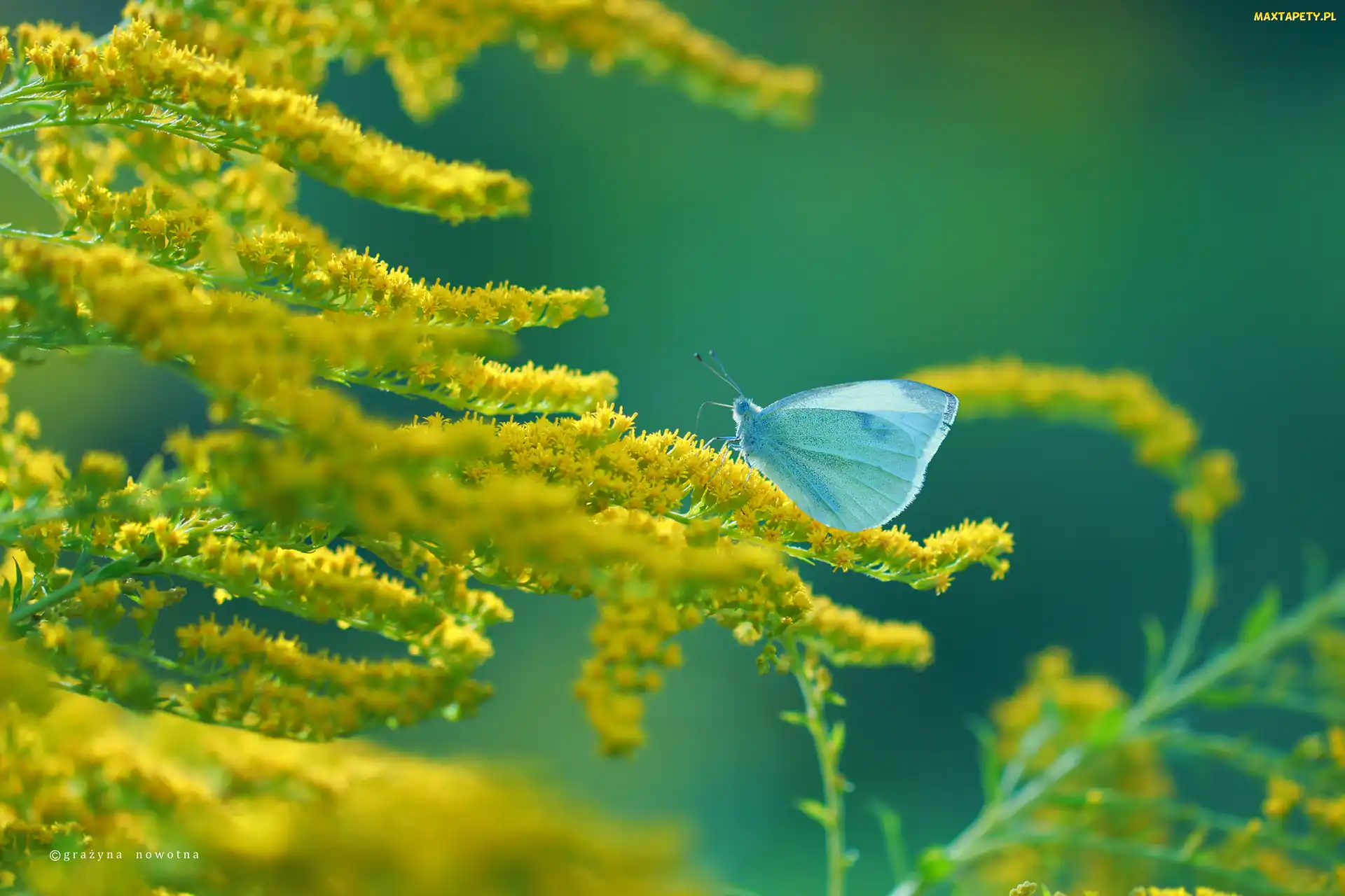 Żółte, Bielinek, Motyl, Kwiaty, Nawłoć