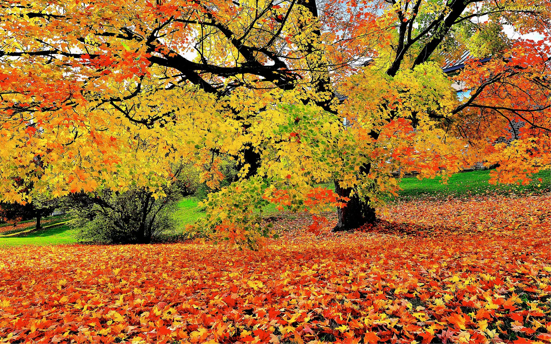 Leżące, Park, Drzewo, Krzew, Liście