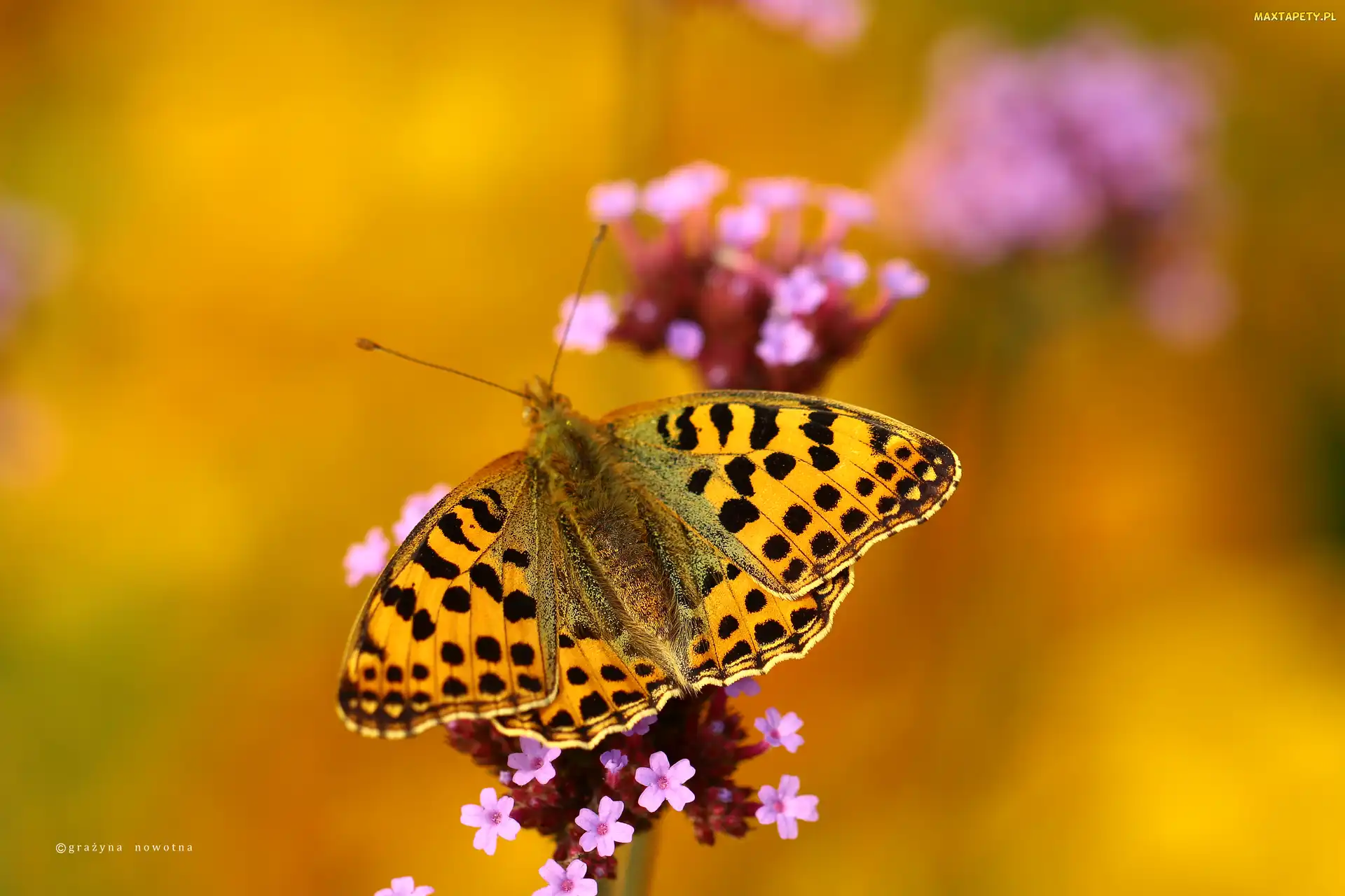 Dostojka, Latonia, Motyl