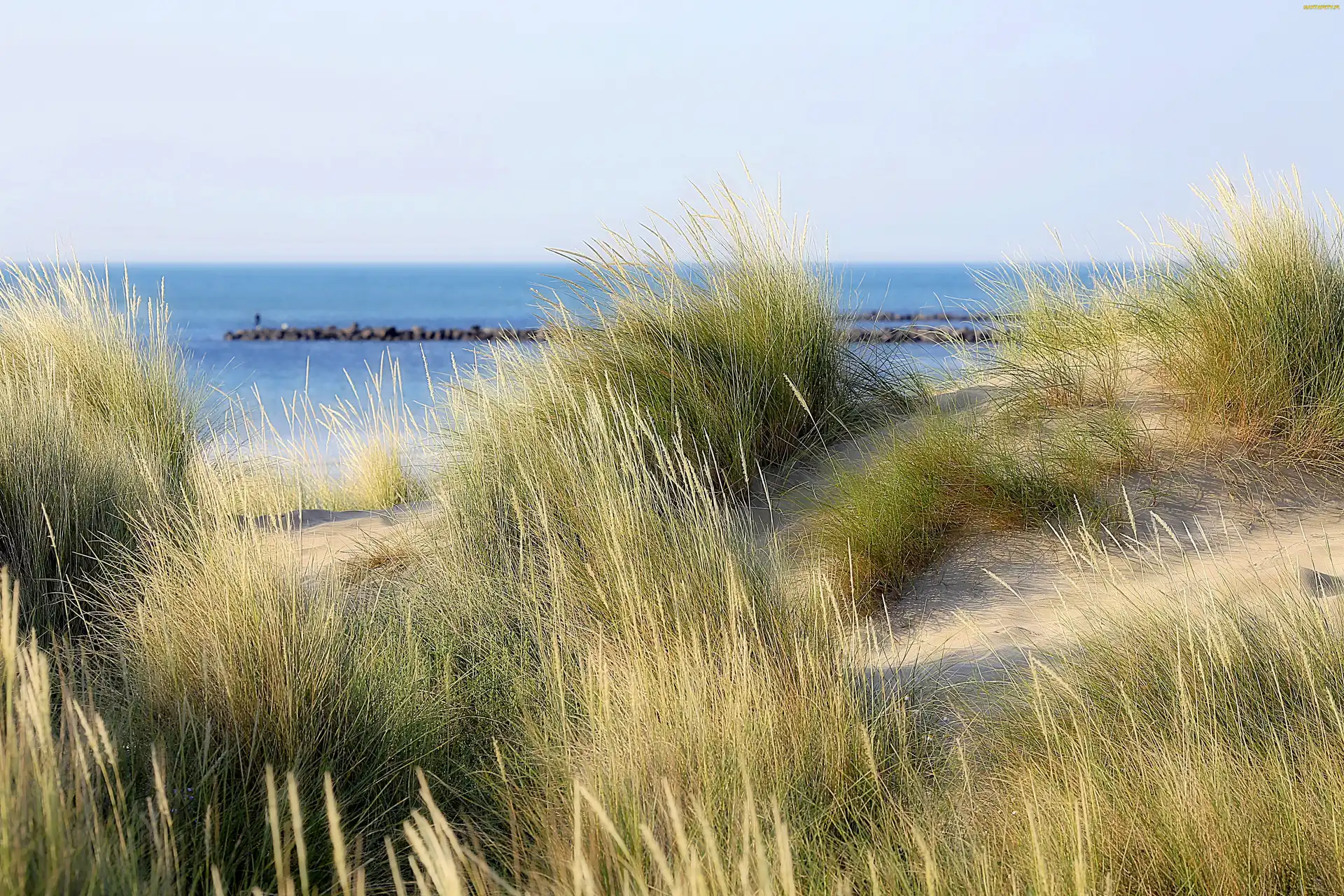 Trawy, Wydmy, Morze, Plaża