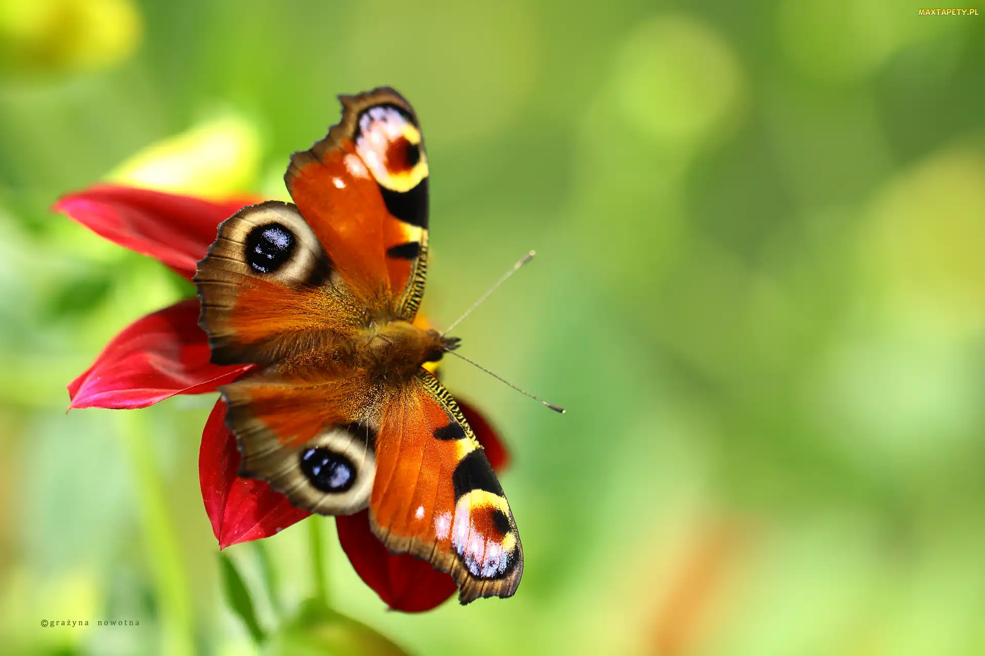 Motyl, Owad, Rusałka Pawik