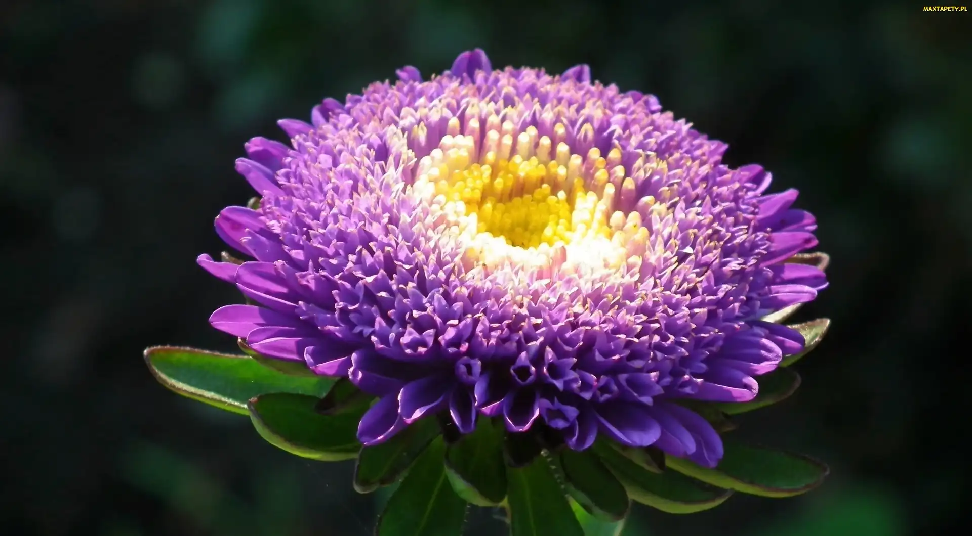 Kwiat, Aster, Przyroda