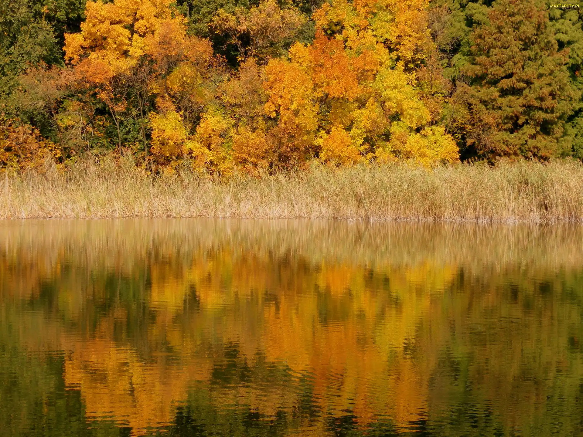 Odbicie, Drzewa, Jesień, Jezioro