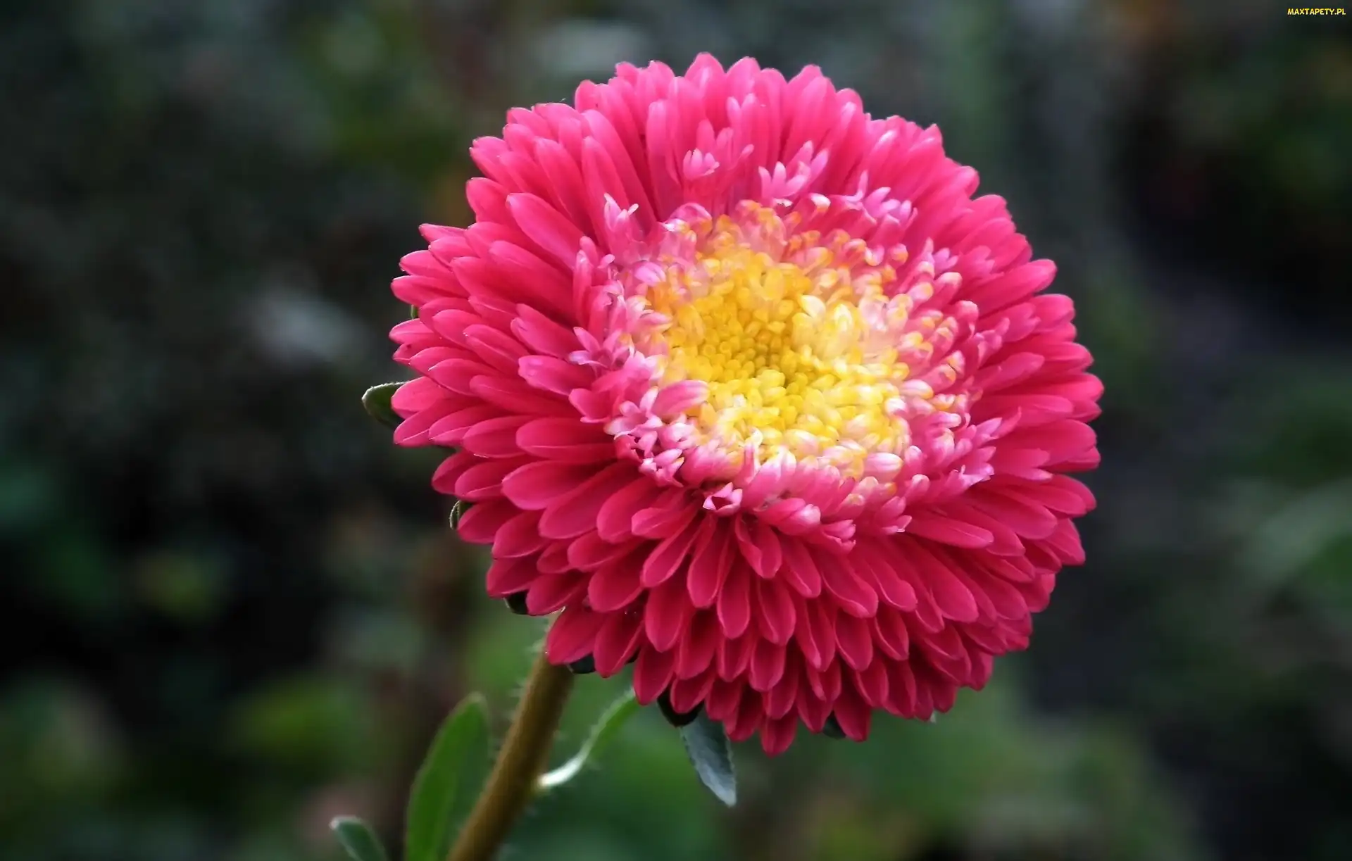 Przyroda, Aster, Kwiat