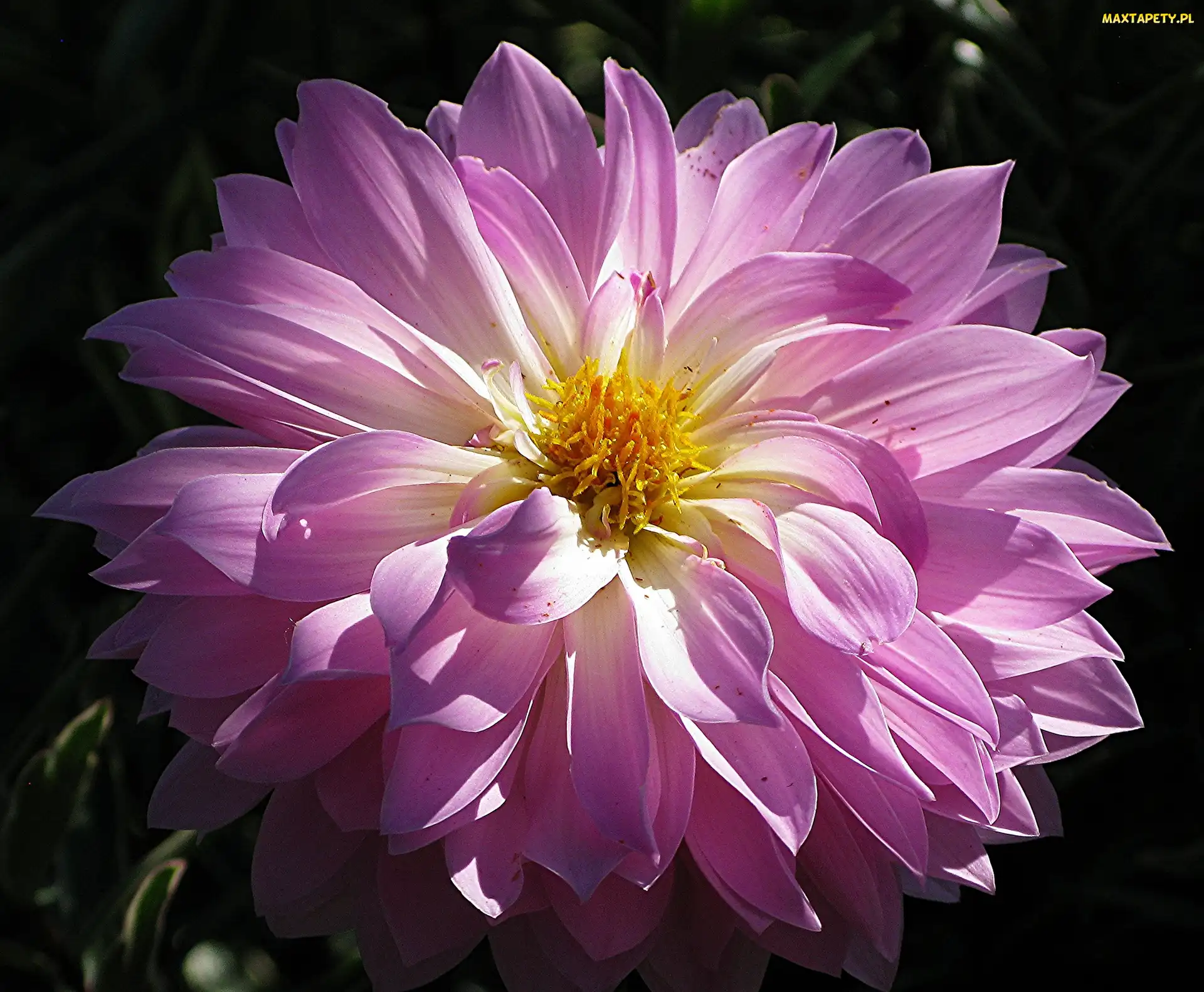 Dalia, Liliowa