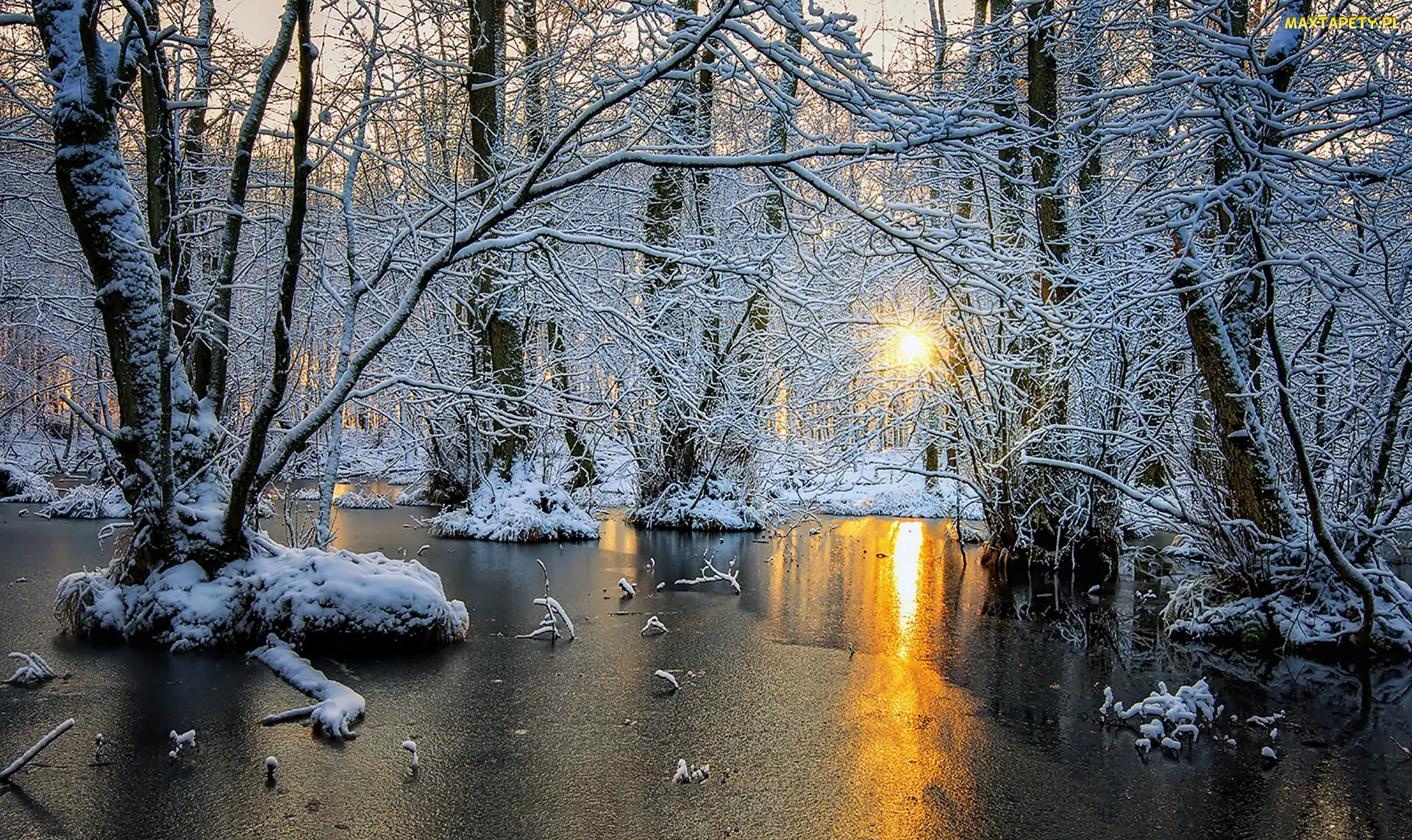 Słońce, Lód, Szron, Zima, Las, Drzewa