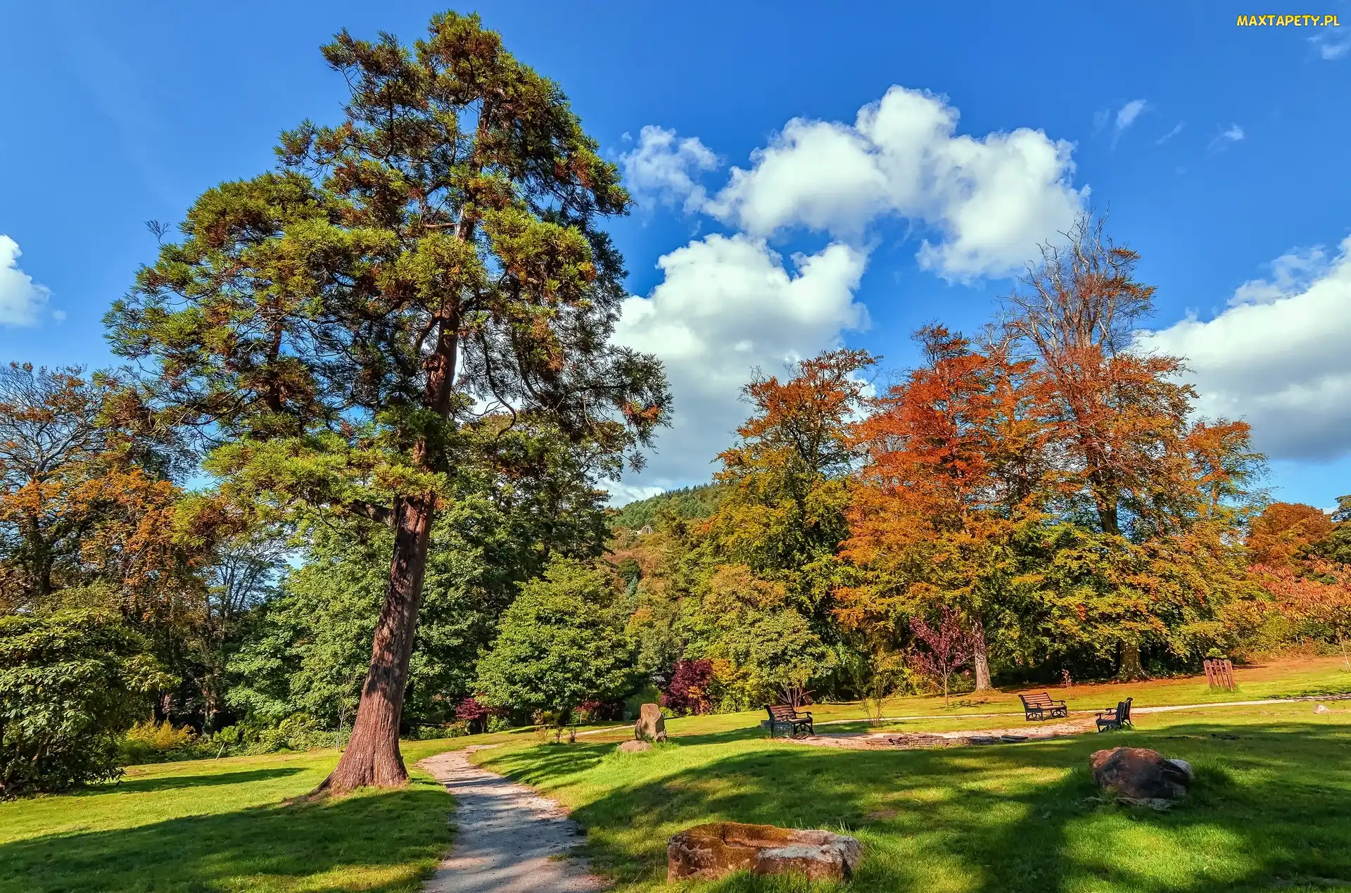 Ścieżka, Drzewa, Jesień, Park