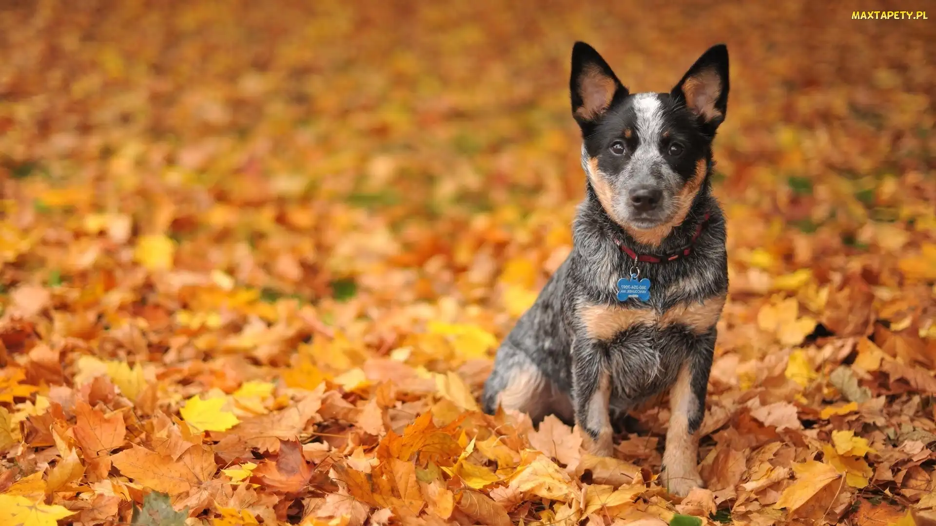 Australijski pies pasterski, Liście, Australian Cattle Dog
