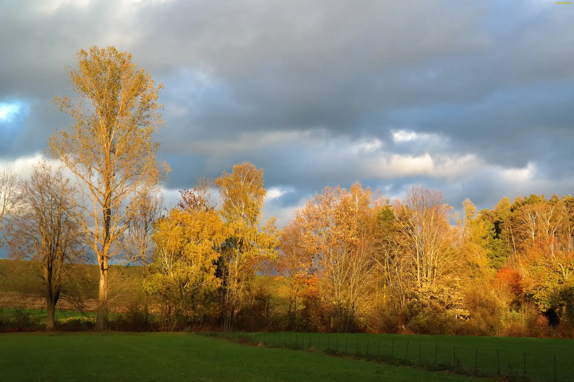 Kolorowe, Drzewa, Jesień