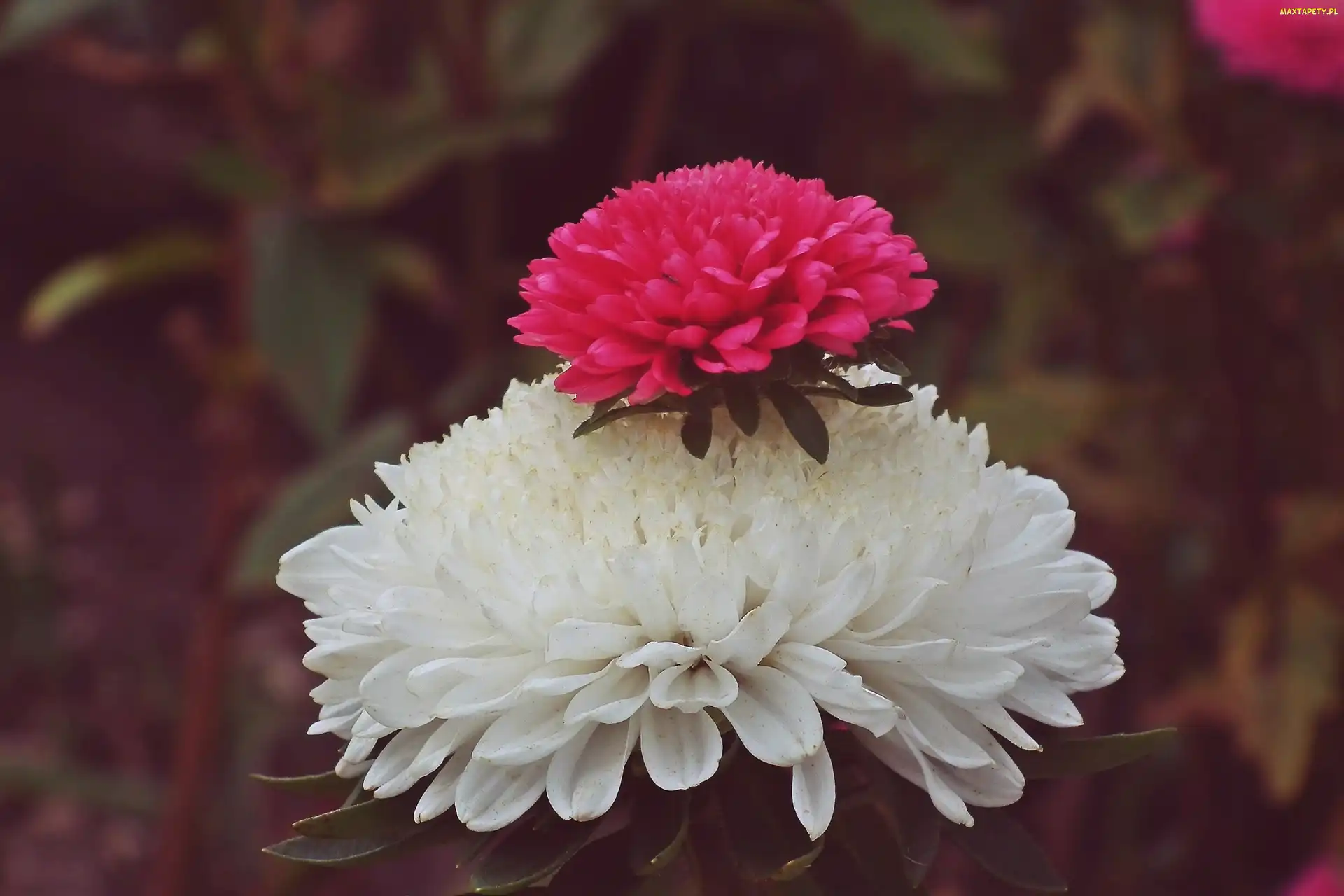 Przyroda, Aster, Kwiat