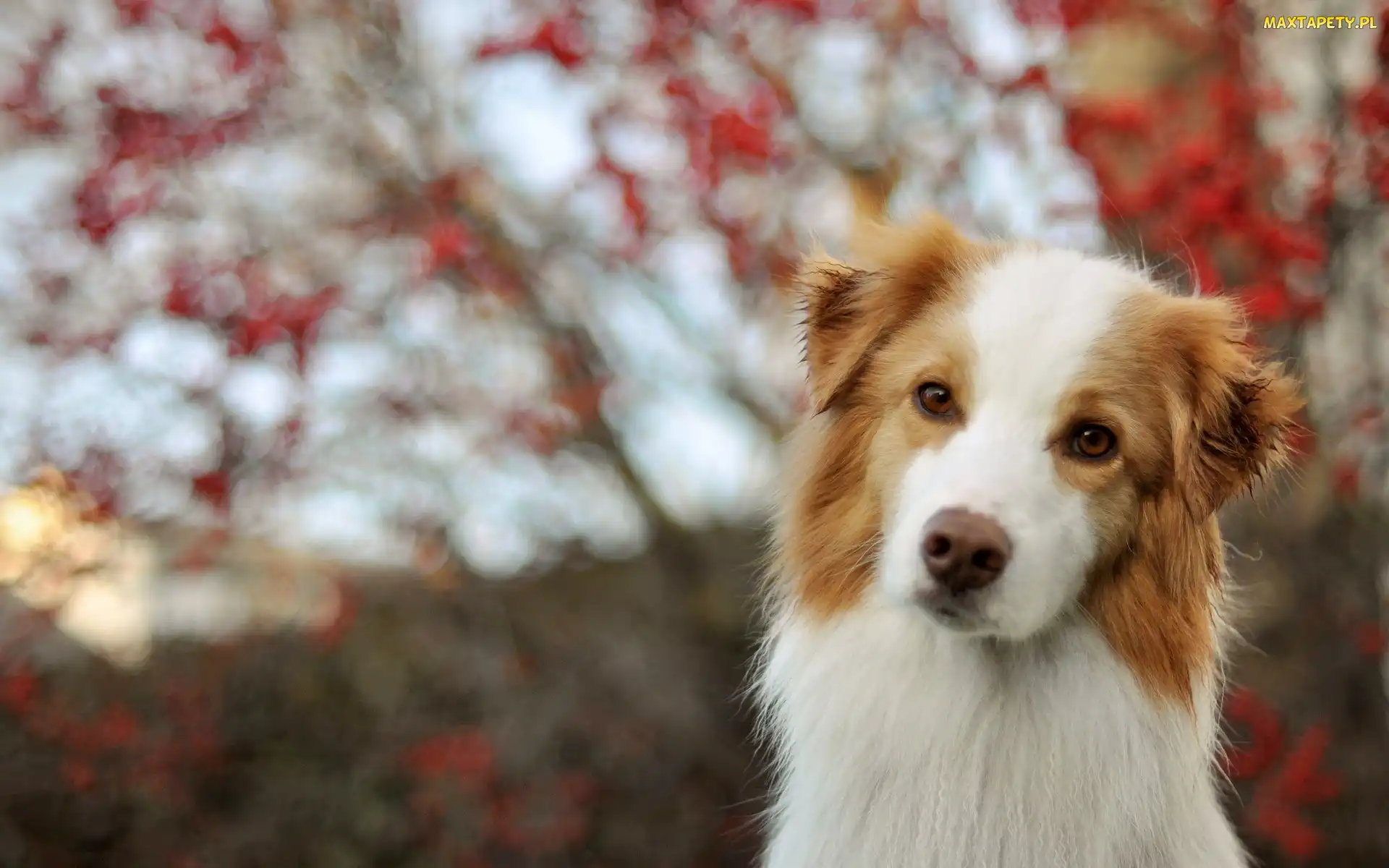 Bokeh, Czerwony, Border, Collie