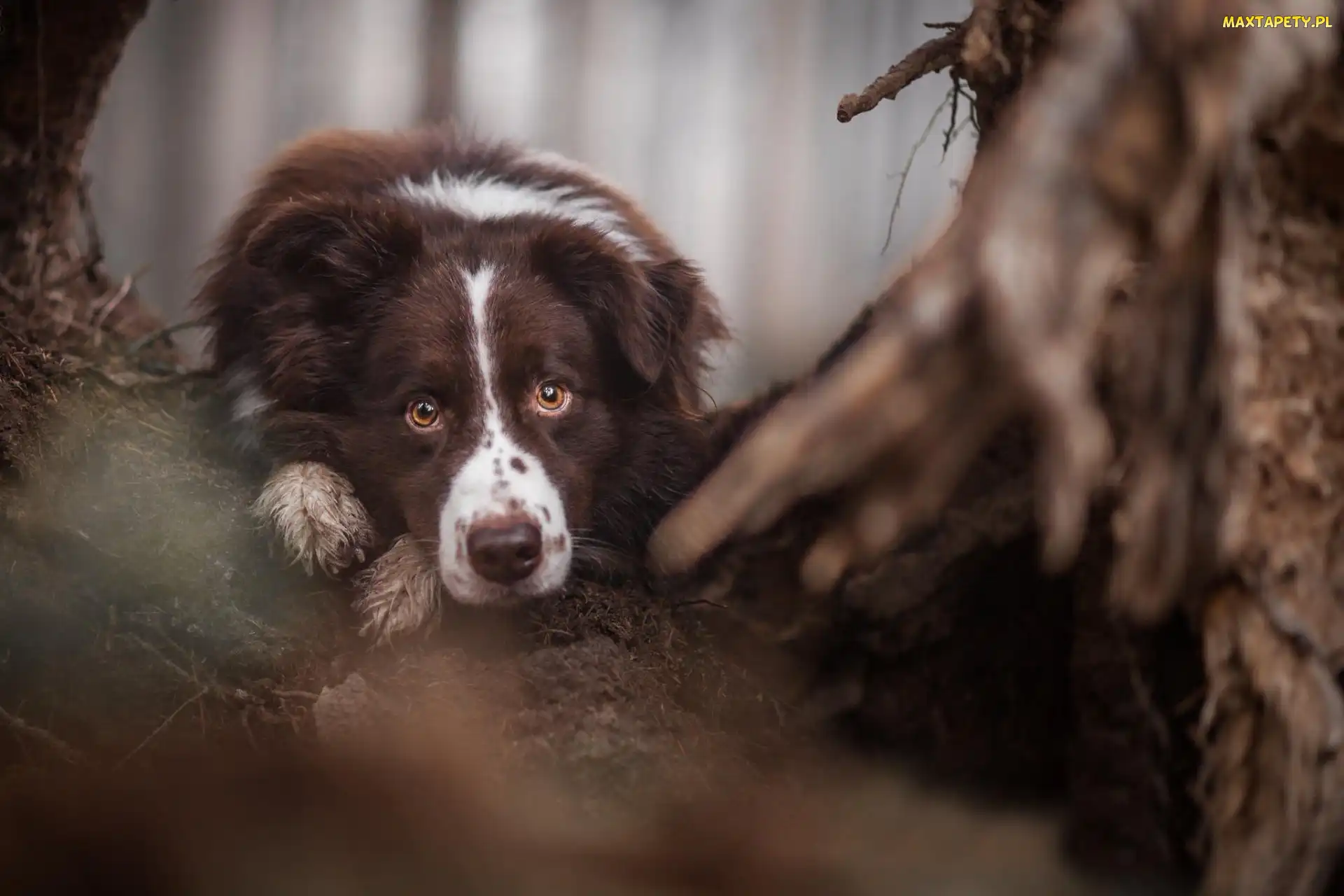 Oczy, Border Collie, Pysk