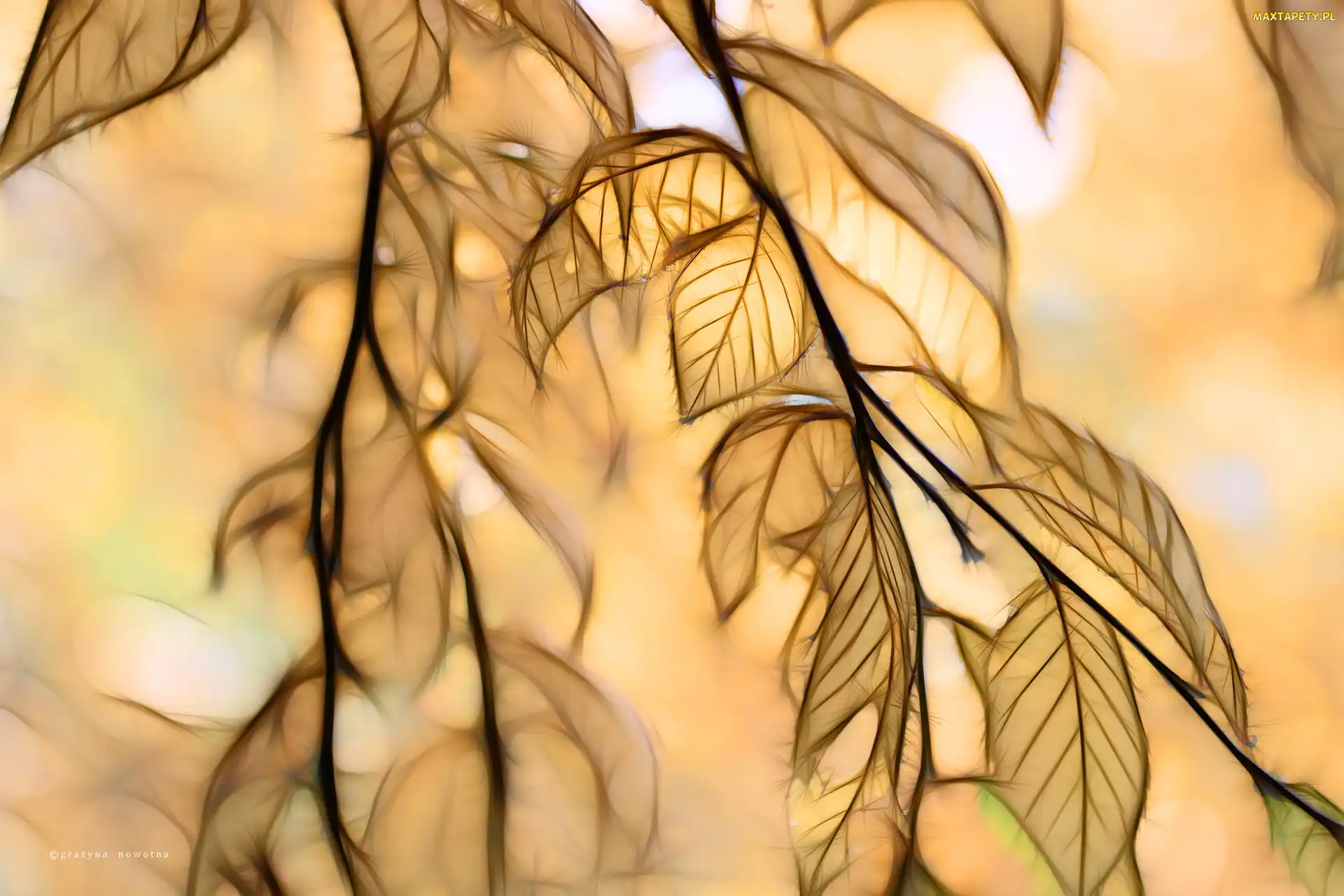Liście, Fractalius