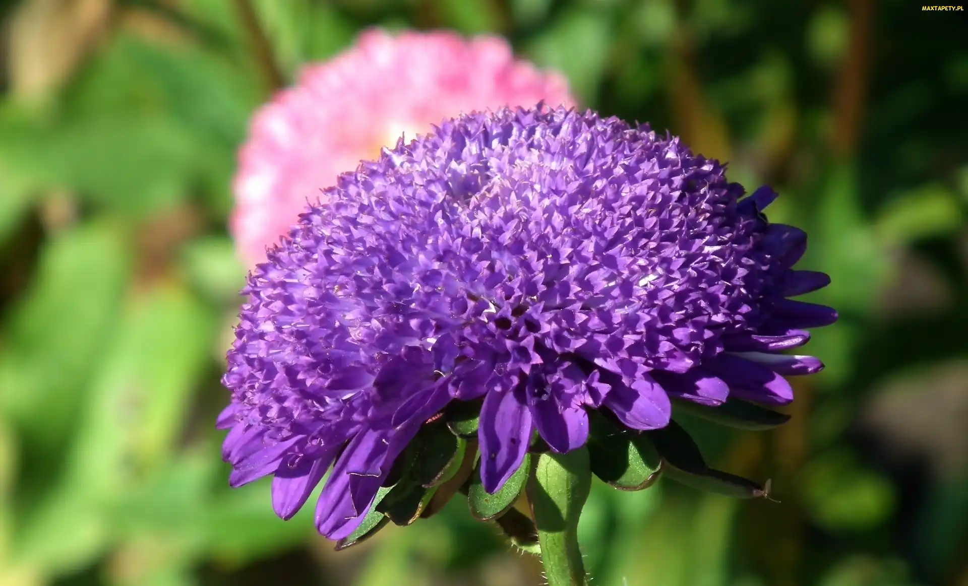 Kwiat, Aster, Przyroda