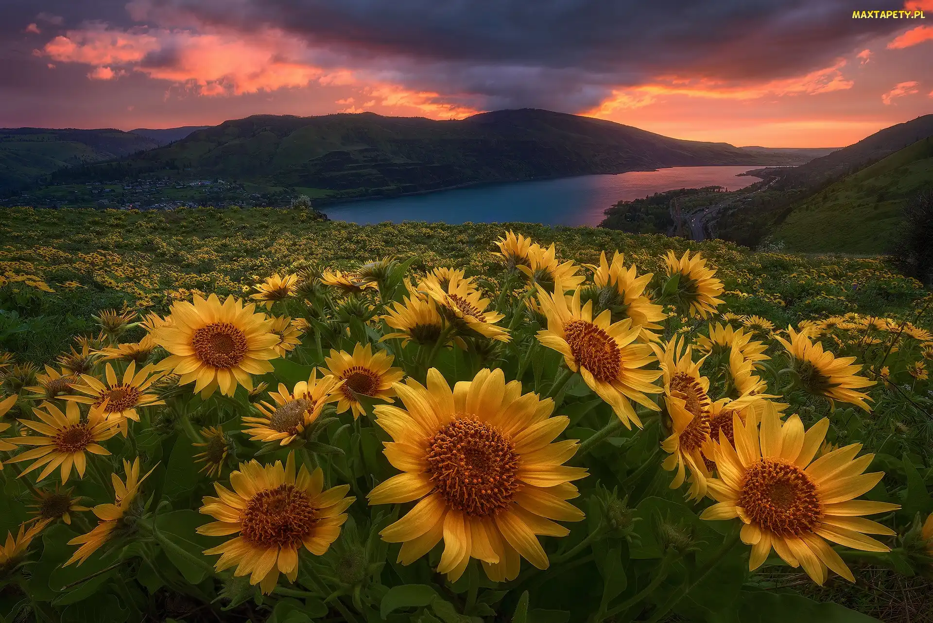 Słońca, Zachód, Balsamorhiza, Kwiaty, Jezioro, Góry