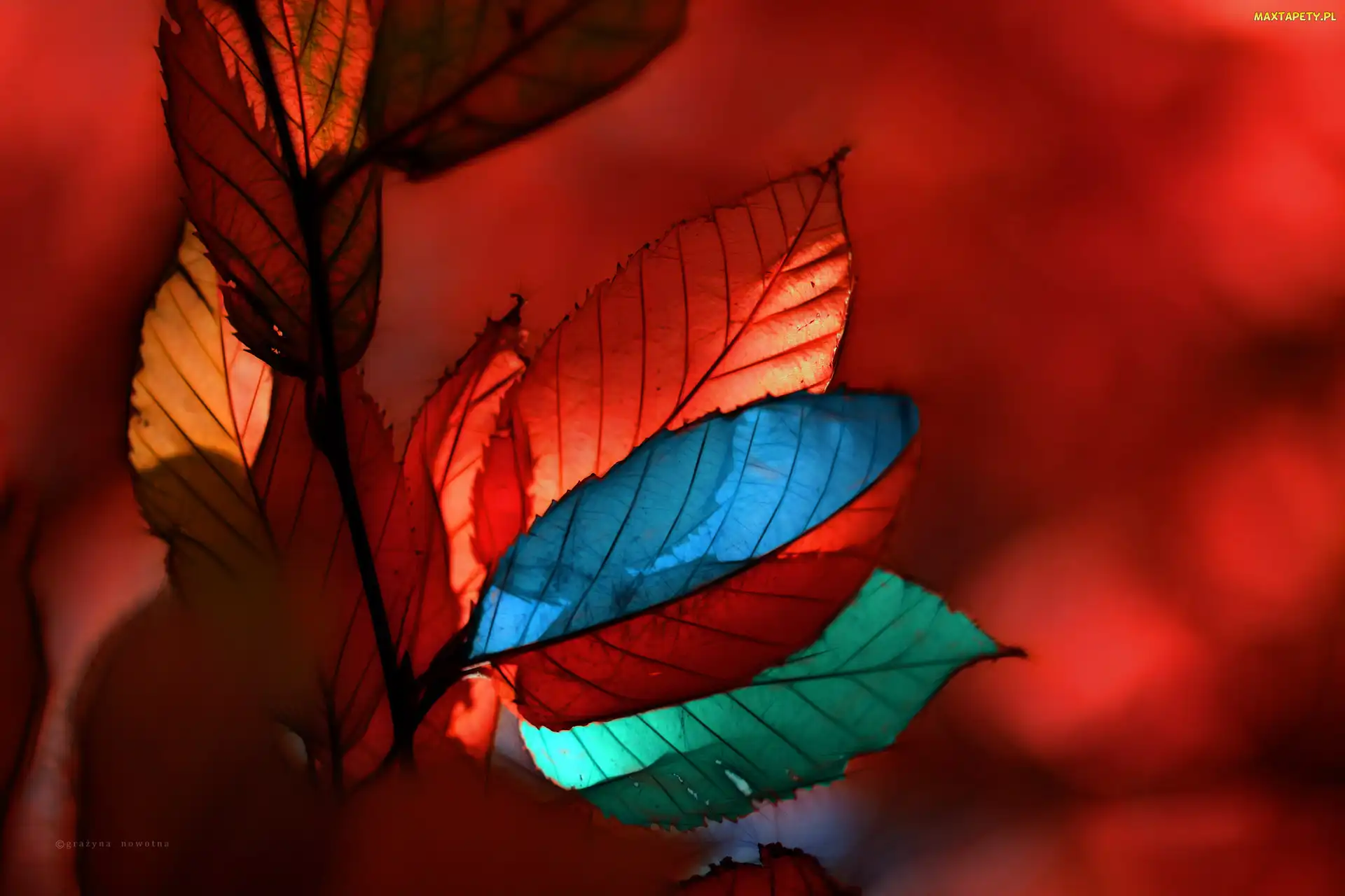 Kolorowe, Fractalius, Liście