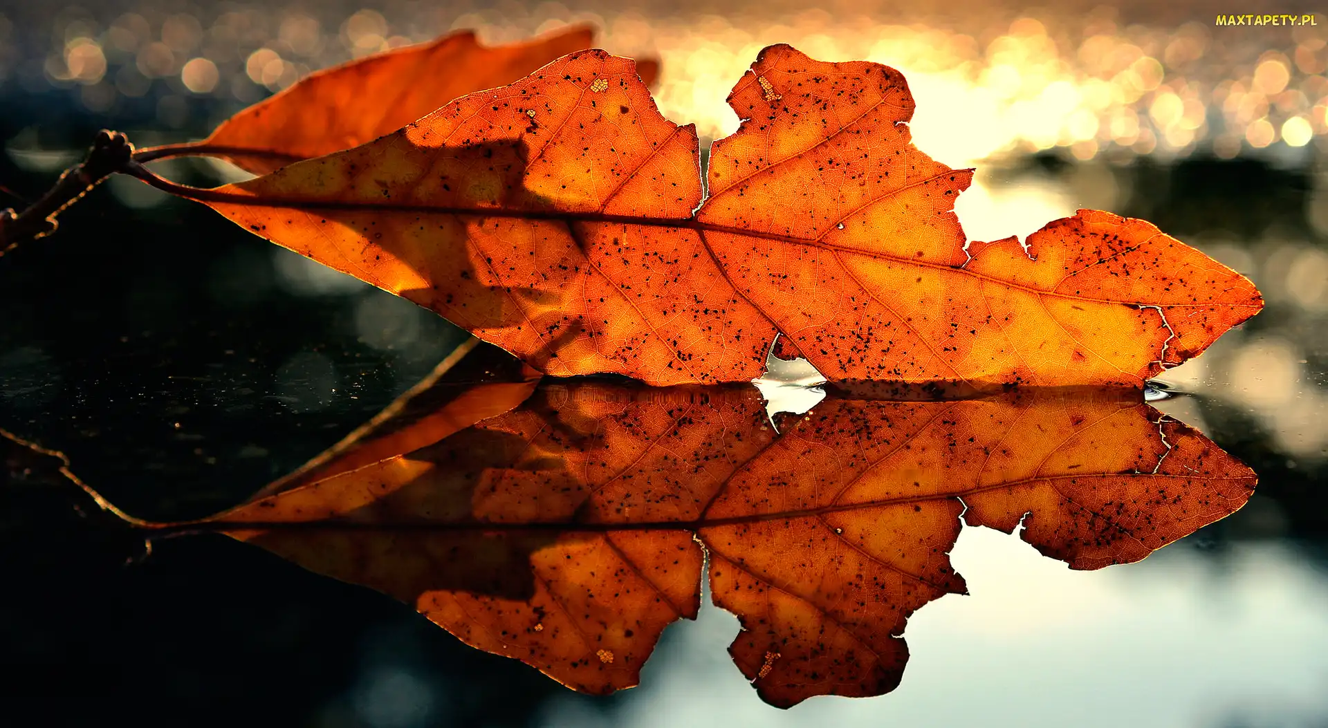 Bokeh, Odbicie, Jesienny, Liść